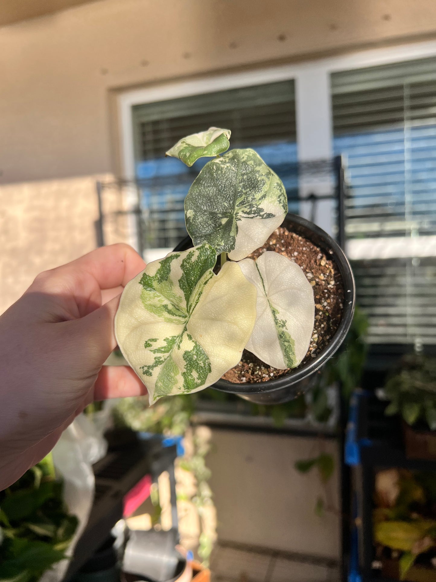 4” Alocasia Melo Variegated (Albo)