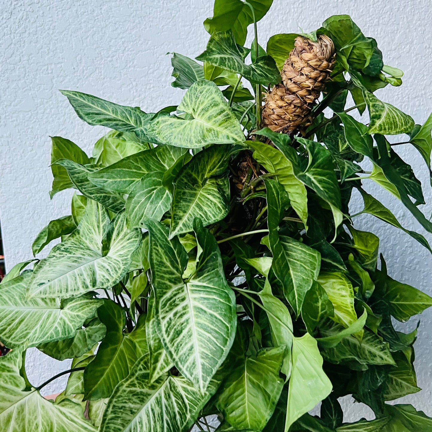 8” Syngonium White Butterfly Pole