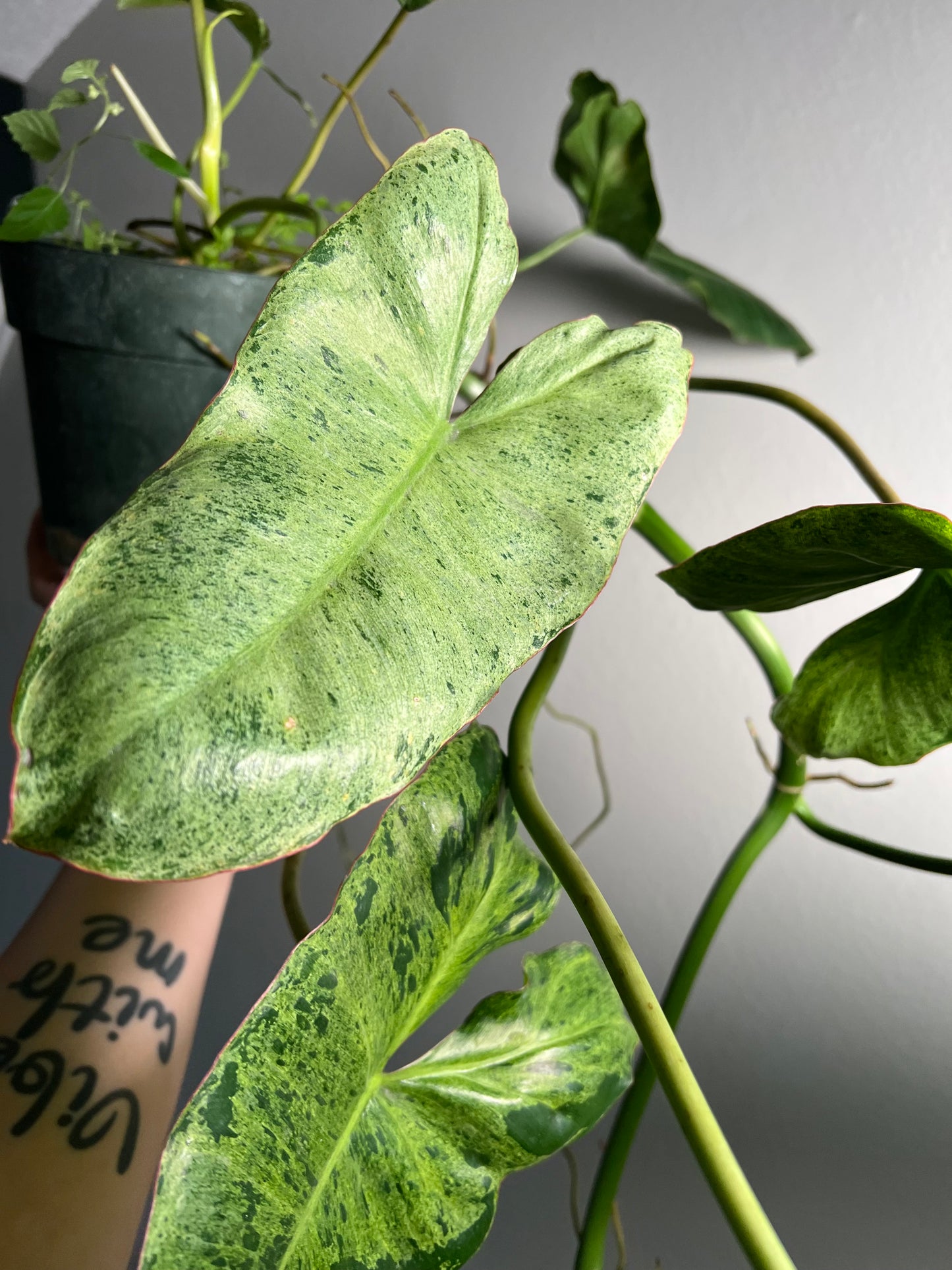 6” Philodendron Paraiso Verde