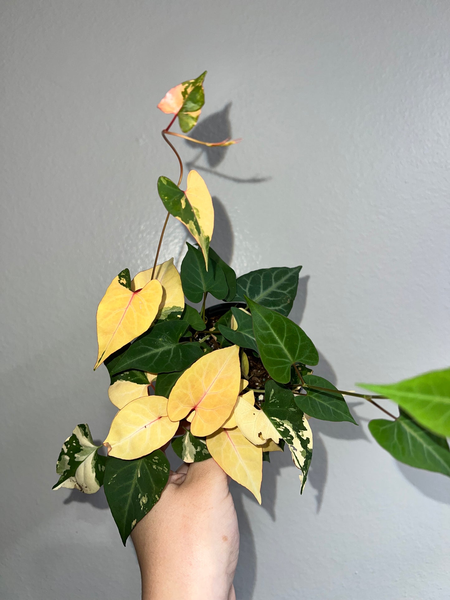 4” Fallopia Multiflora Variegata