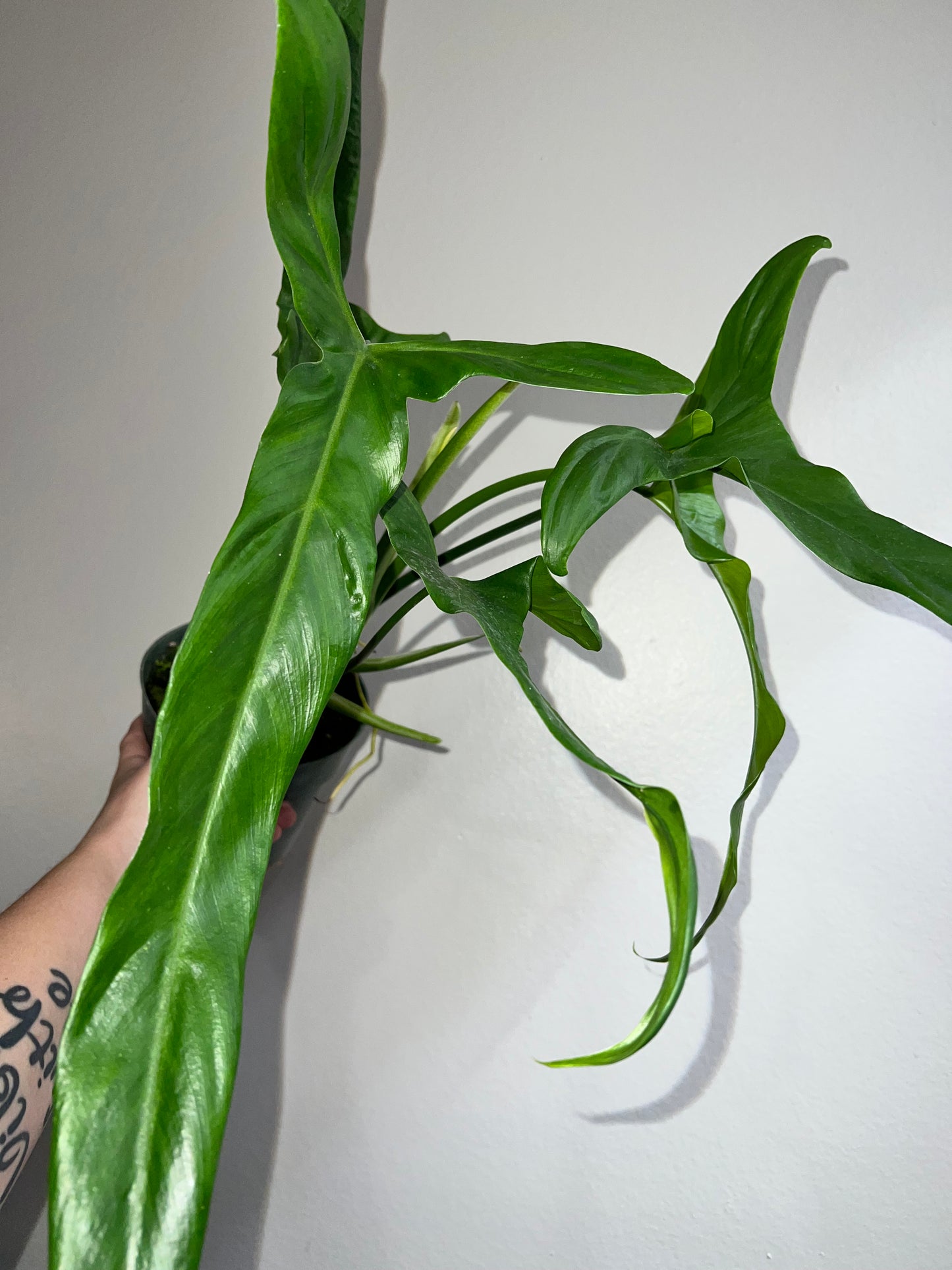 6” Philodendron Holtinanum
