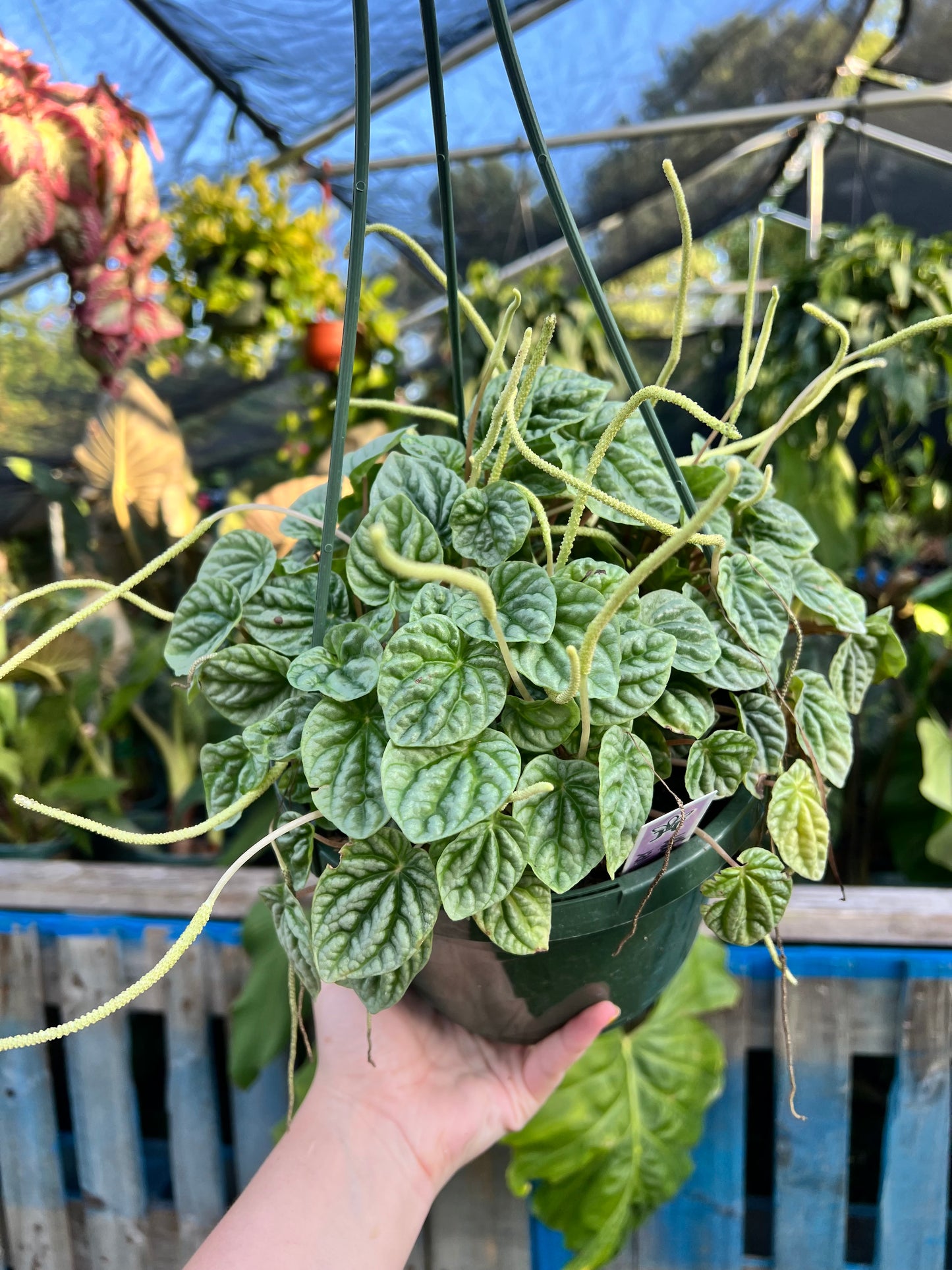 8” Peperomia Silver Dragon
