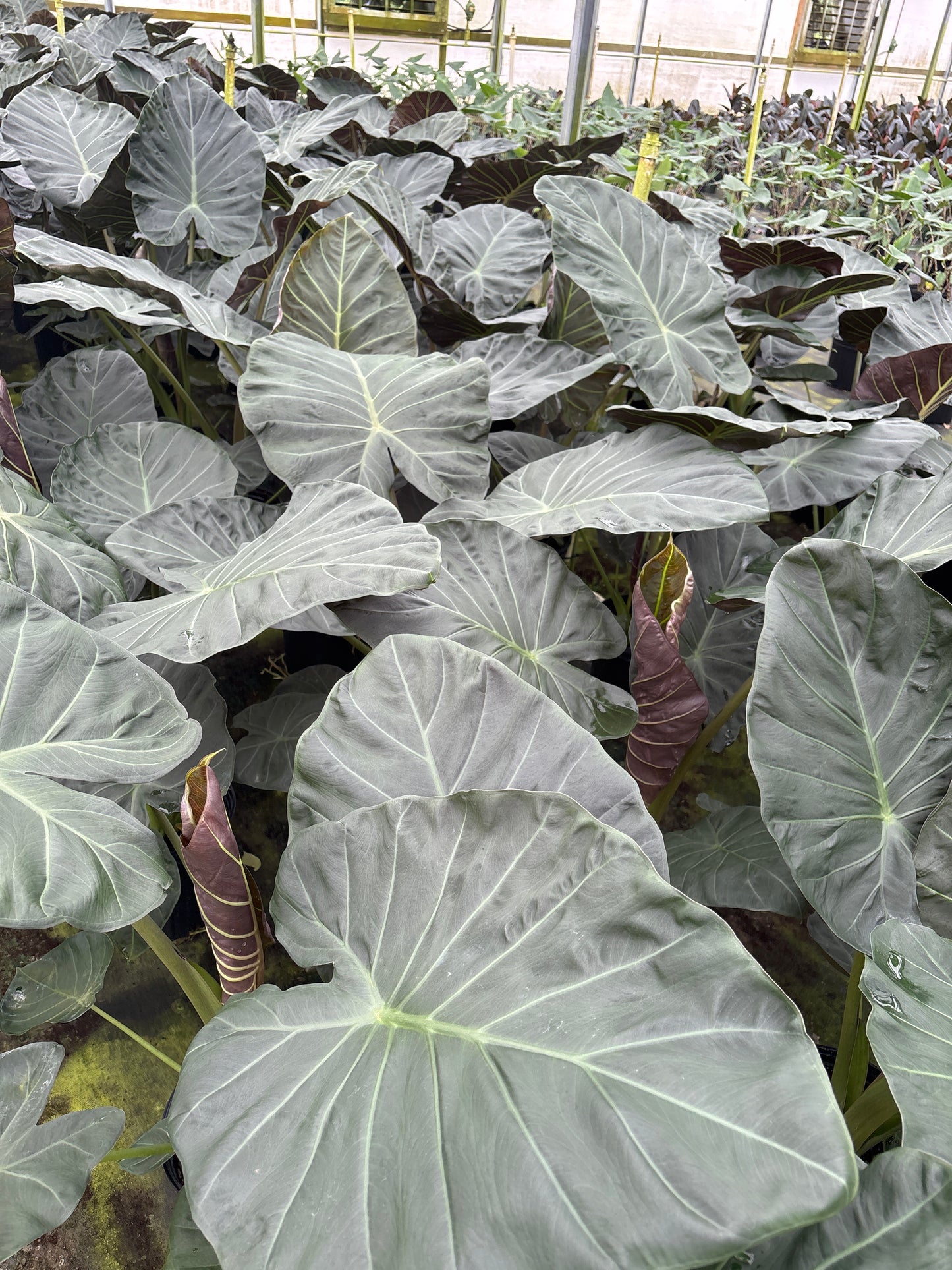 8” Alocasia Regal Shield