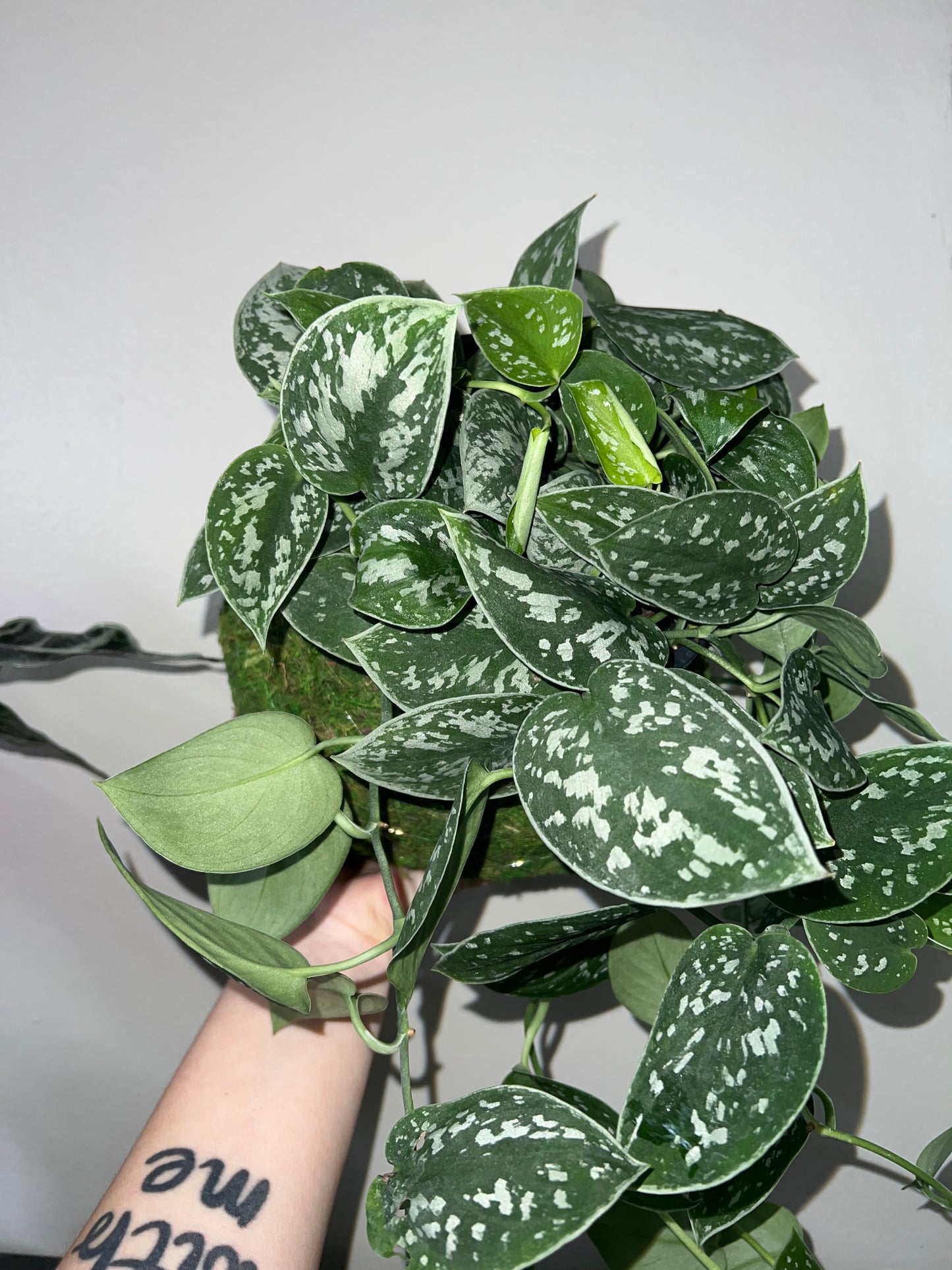 Large Kokedoma Moss Ball
