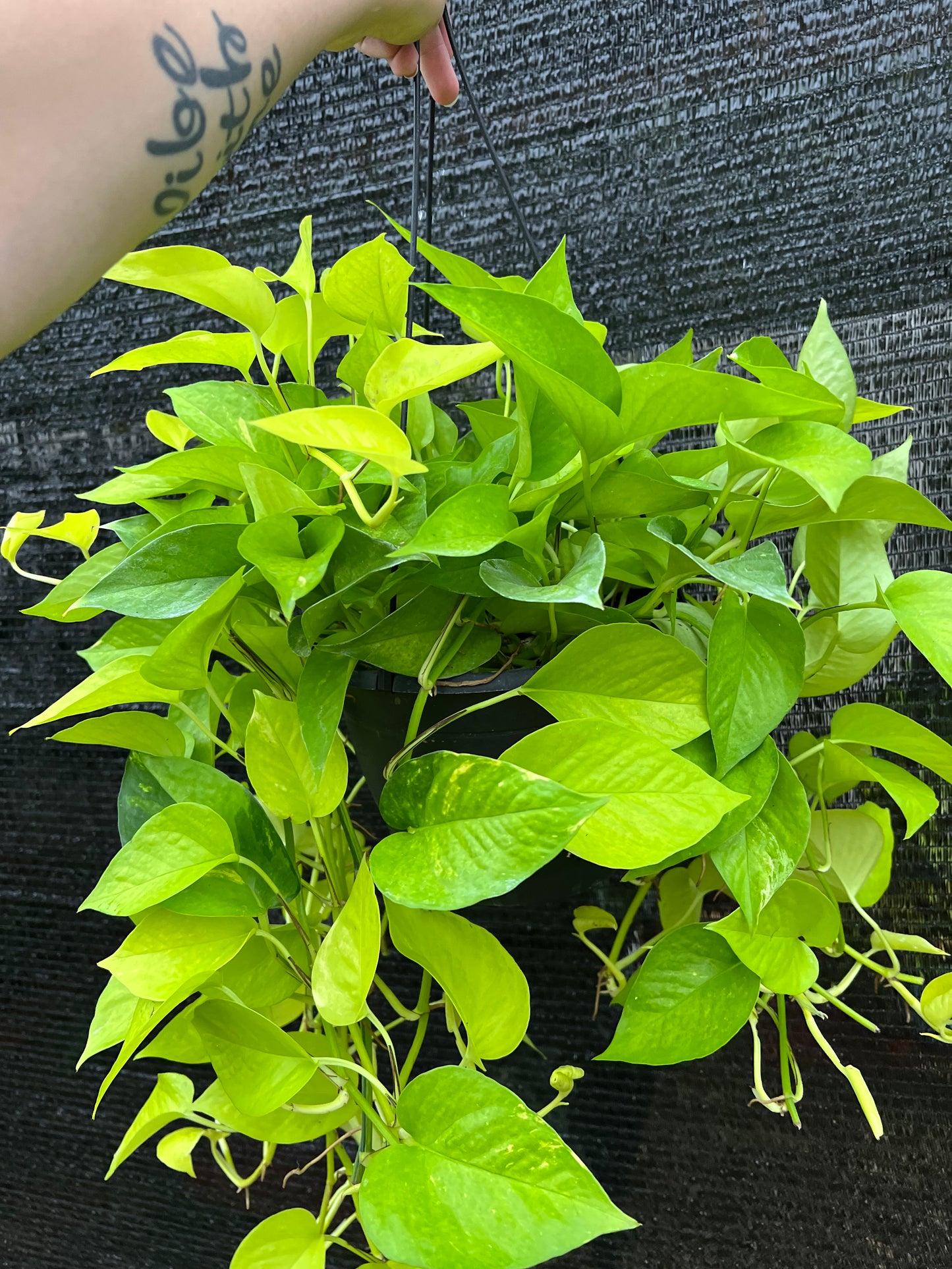 8” Epipremnum Aureum (Neon Pothos) Hanging Basket