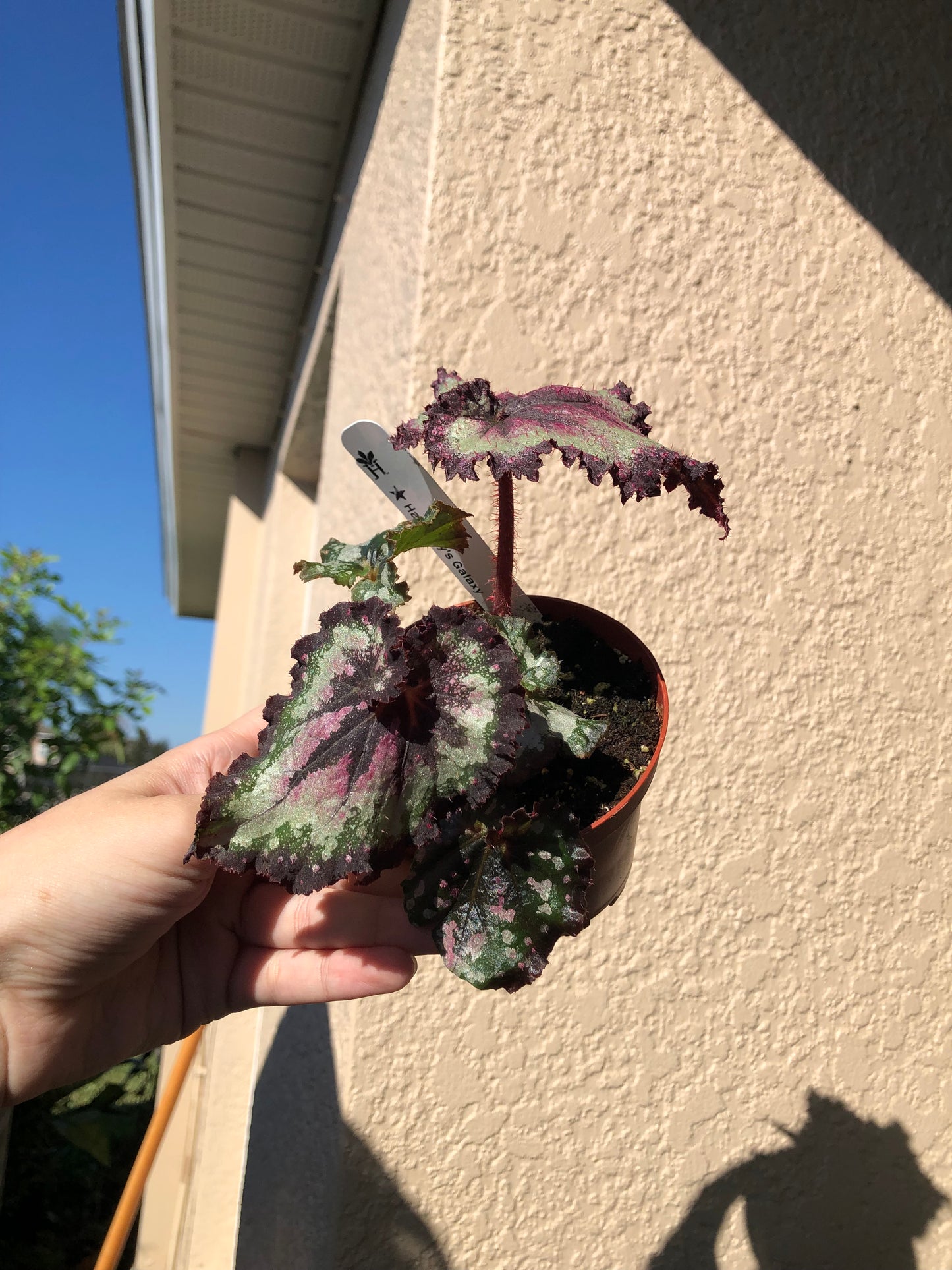 4” Begonia Harmonys Galaxy