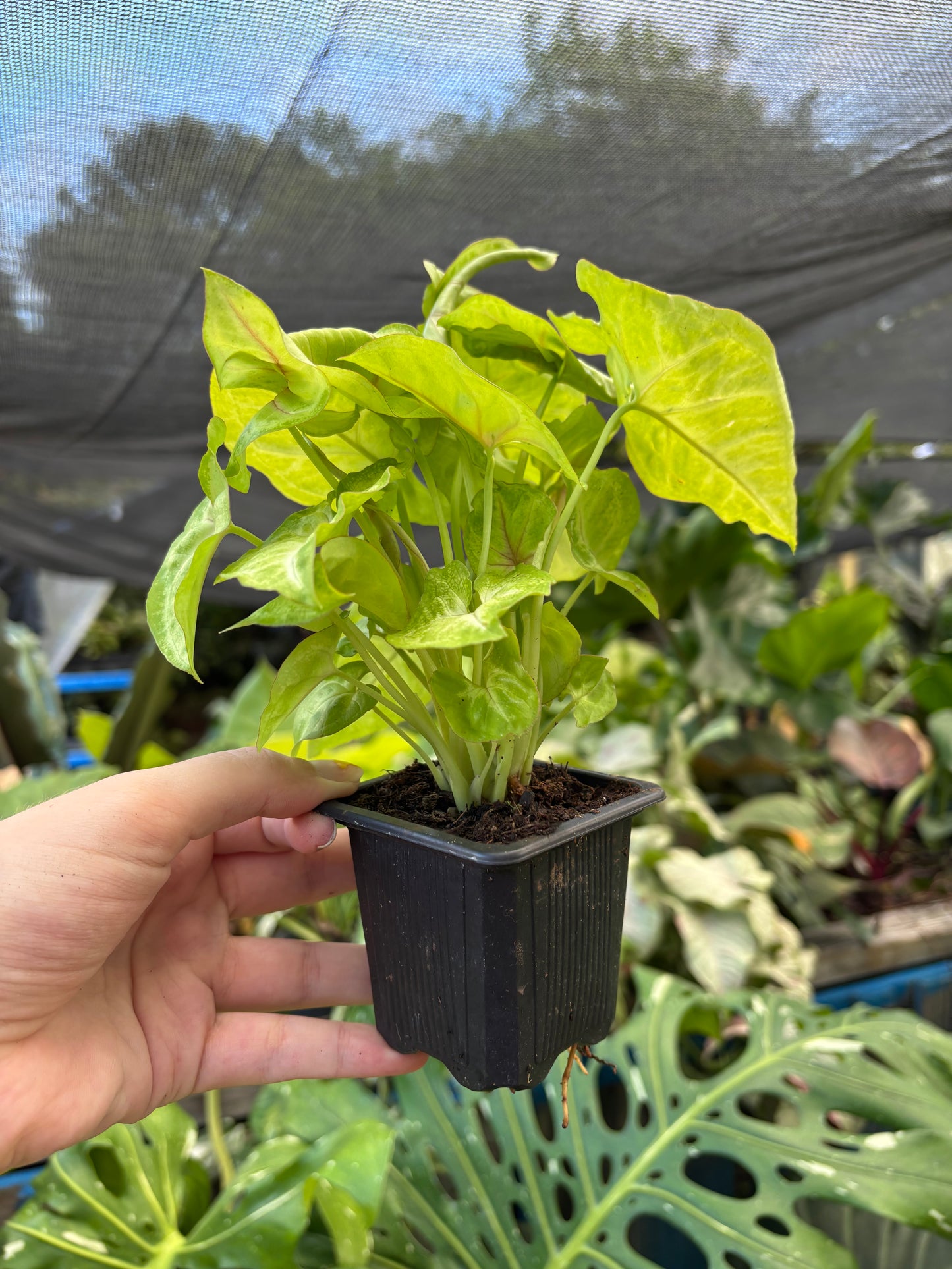 3” Syngonium Gold Allusion