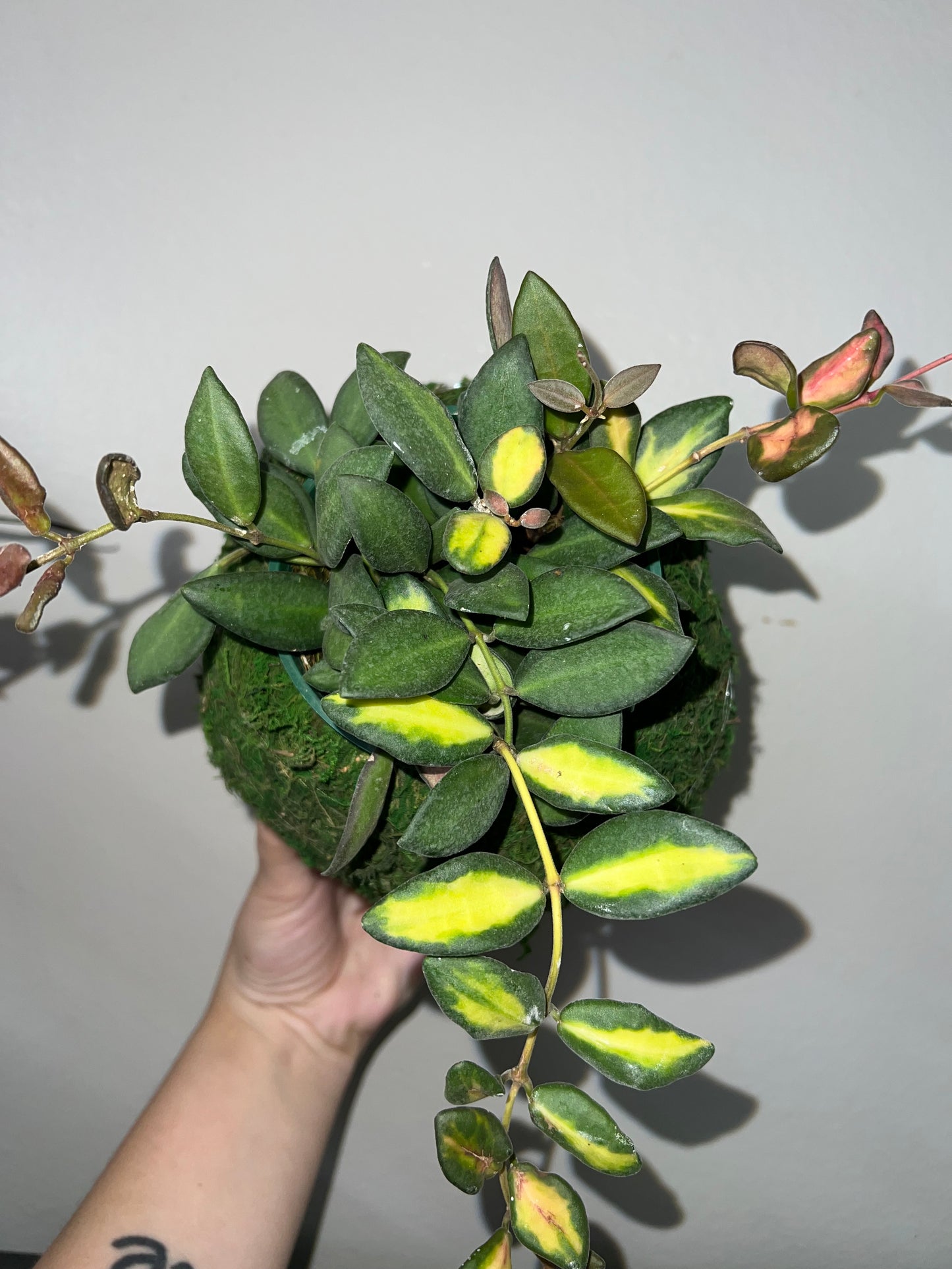 Medium Kokedoma Moss Ball