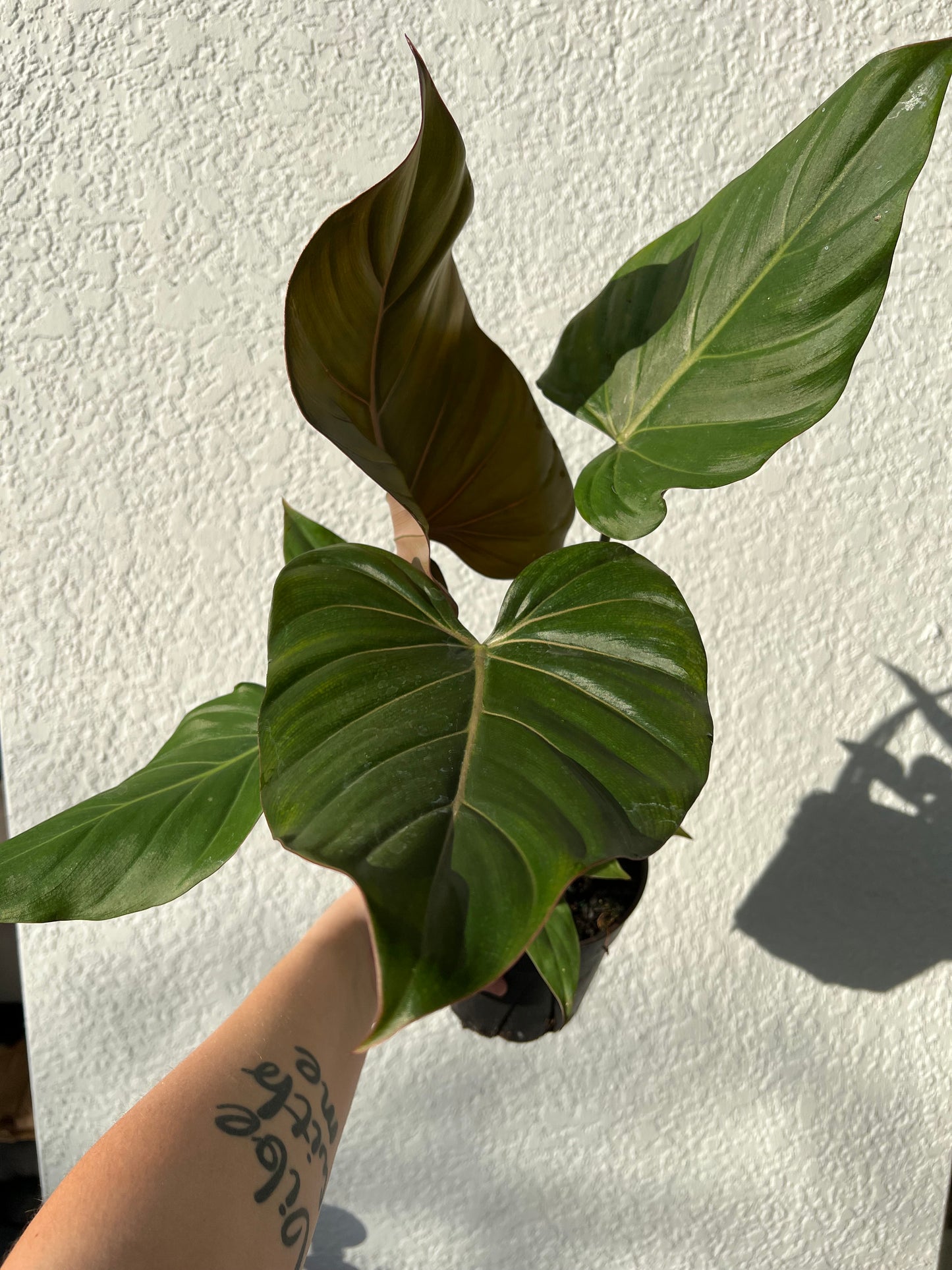 6” Philodendron Summer Glory