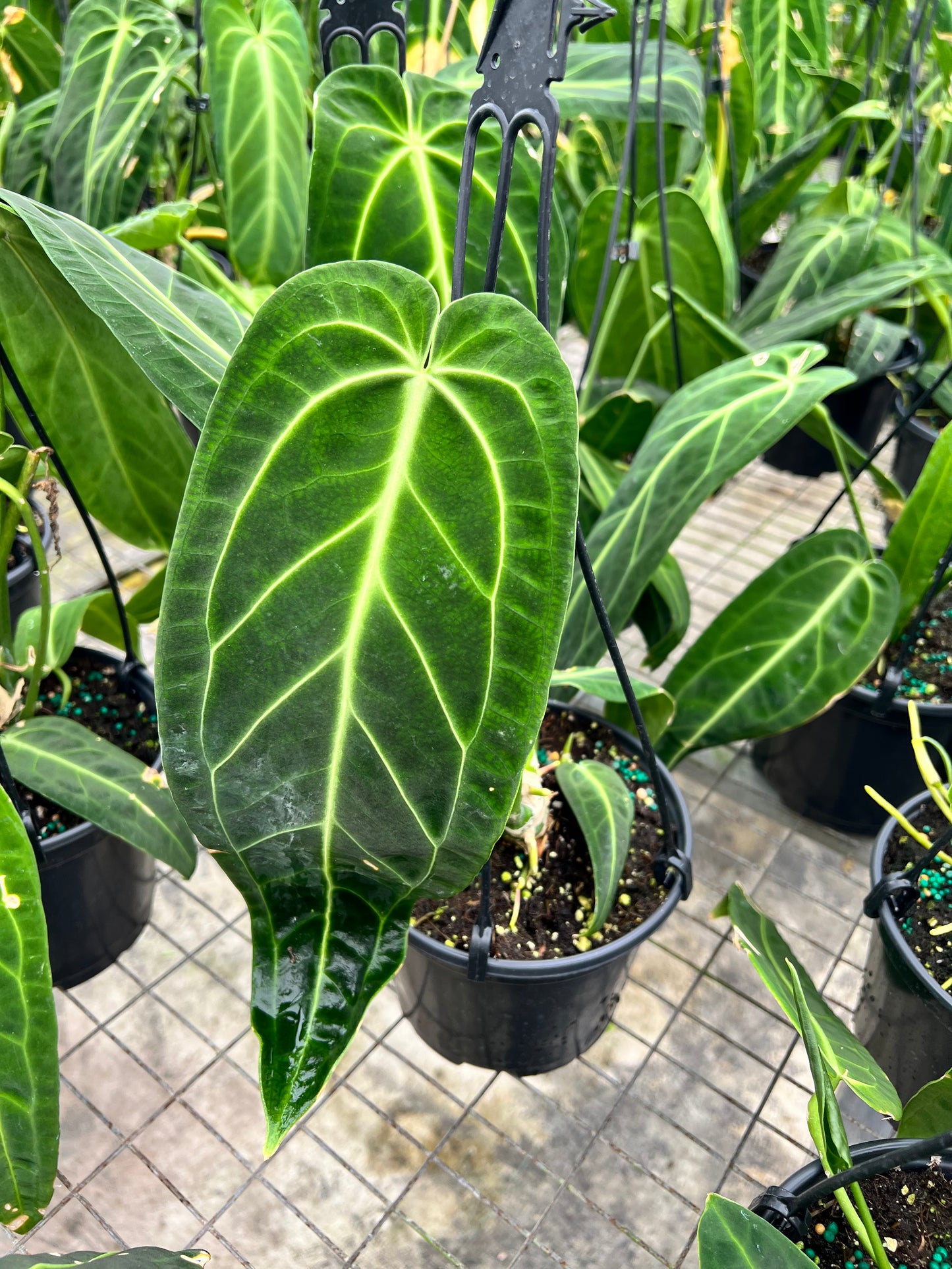 6” Anthurium Warocqueanum