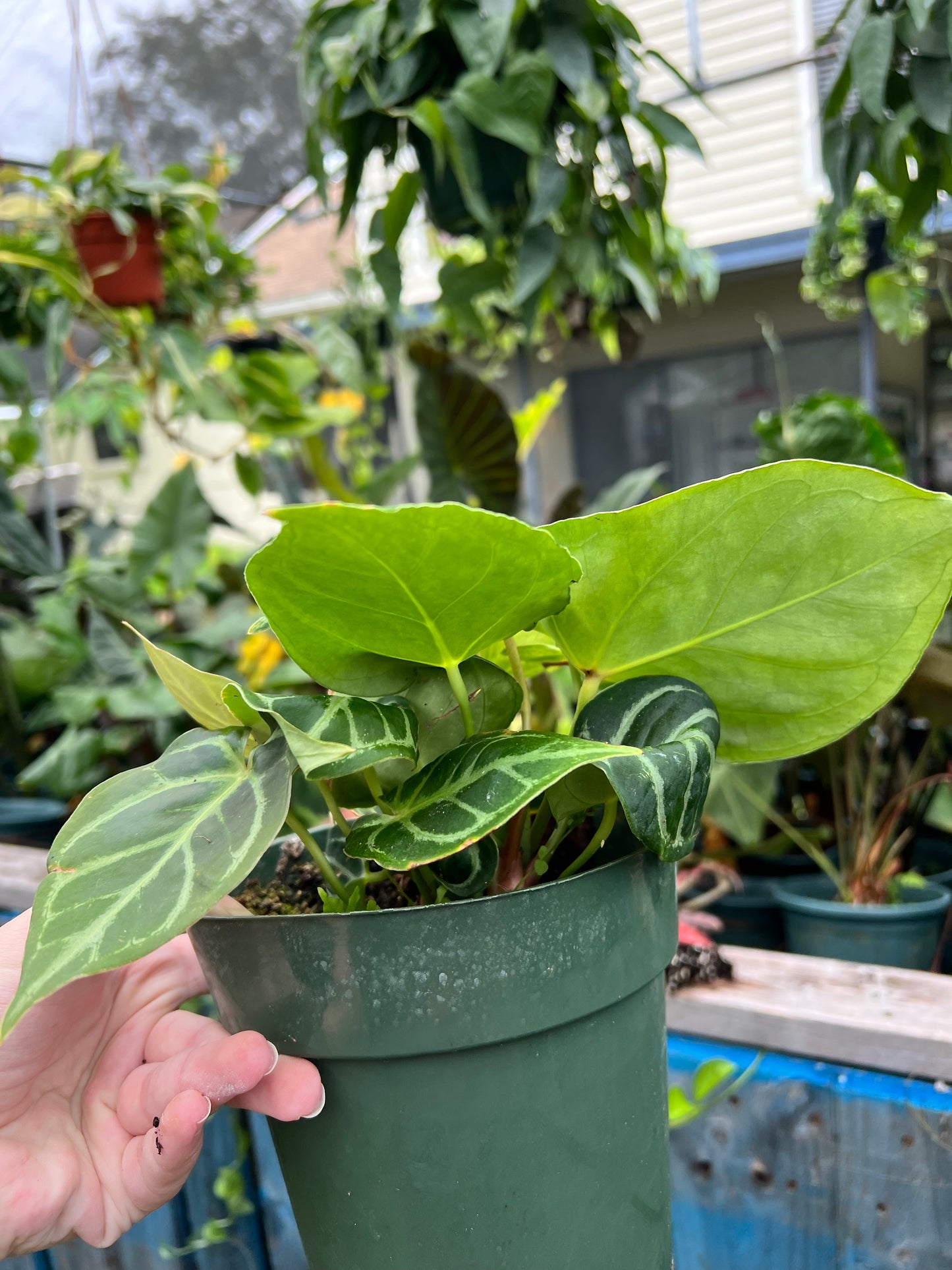 6” Anthurium Doryaki