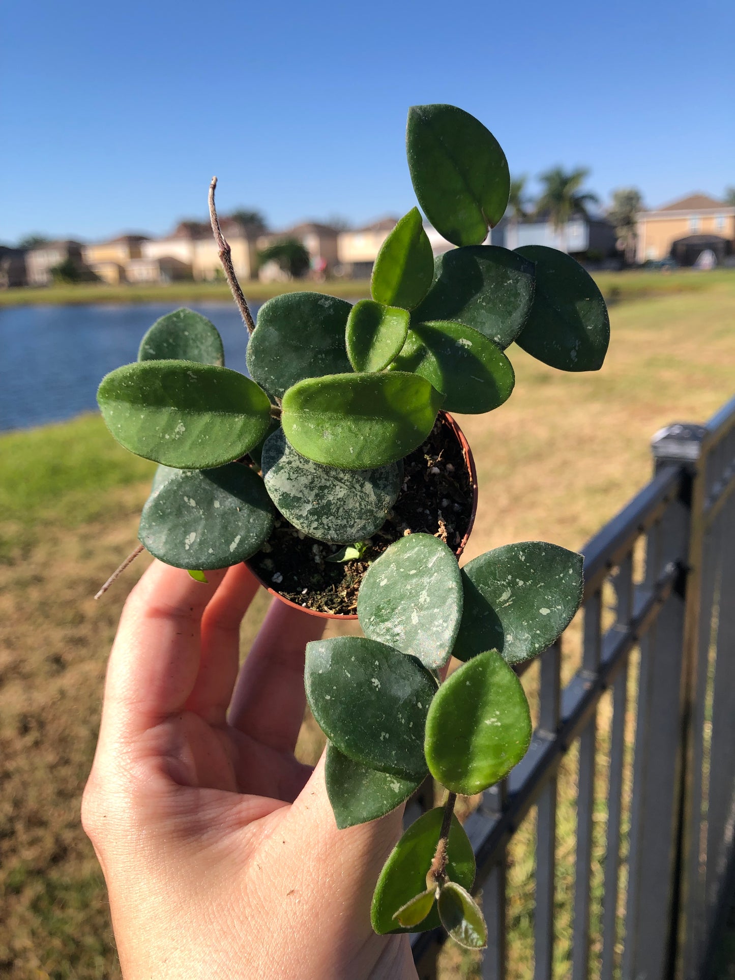 2” Hoya Mathilde