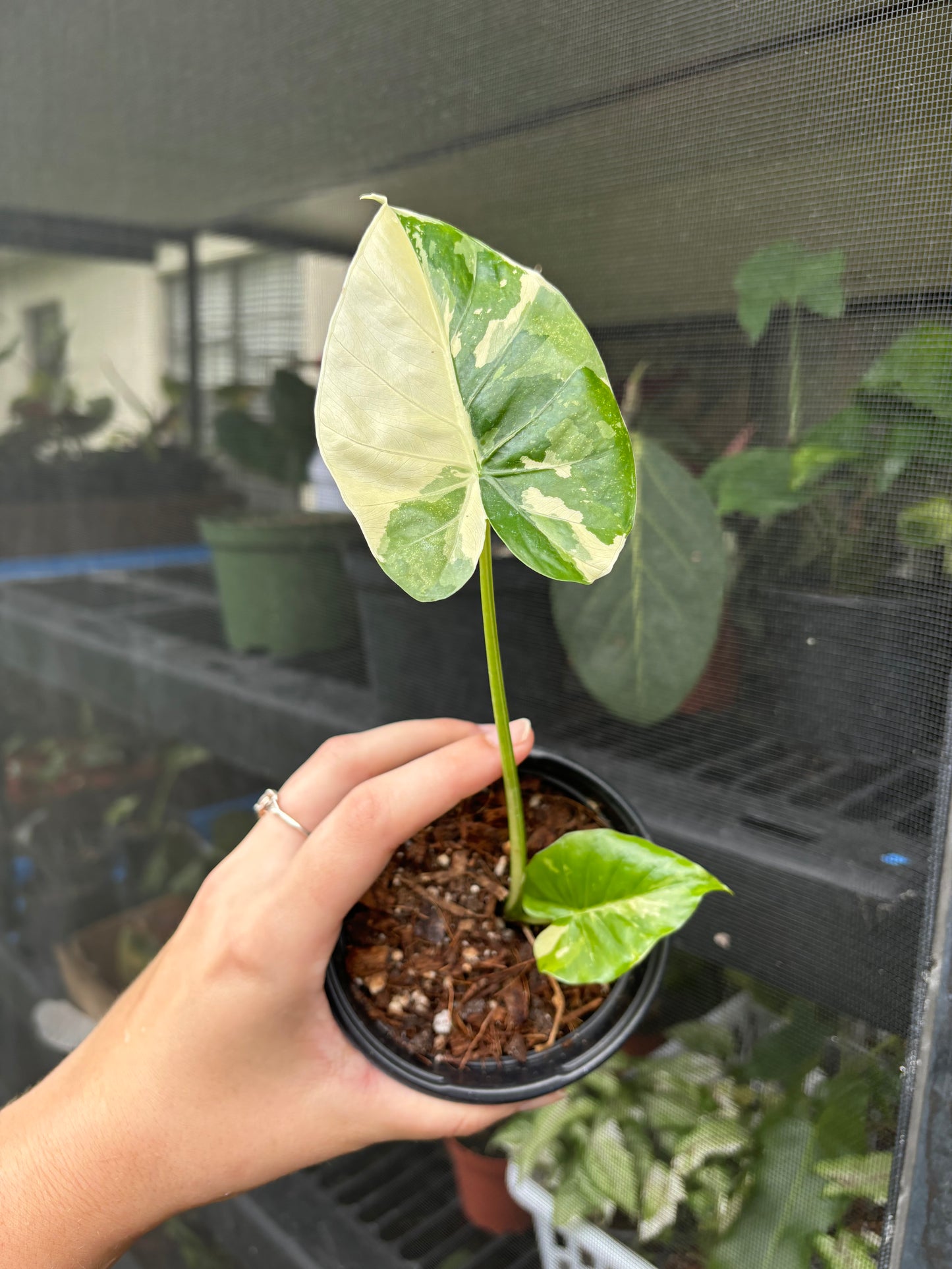 4” Alocasia Macrorrhiza Albo