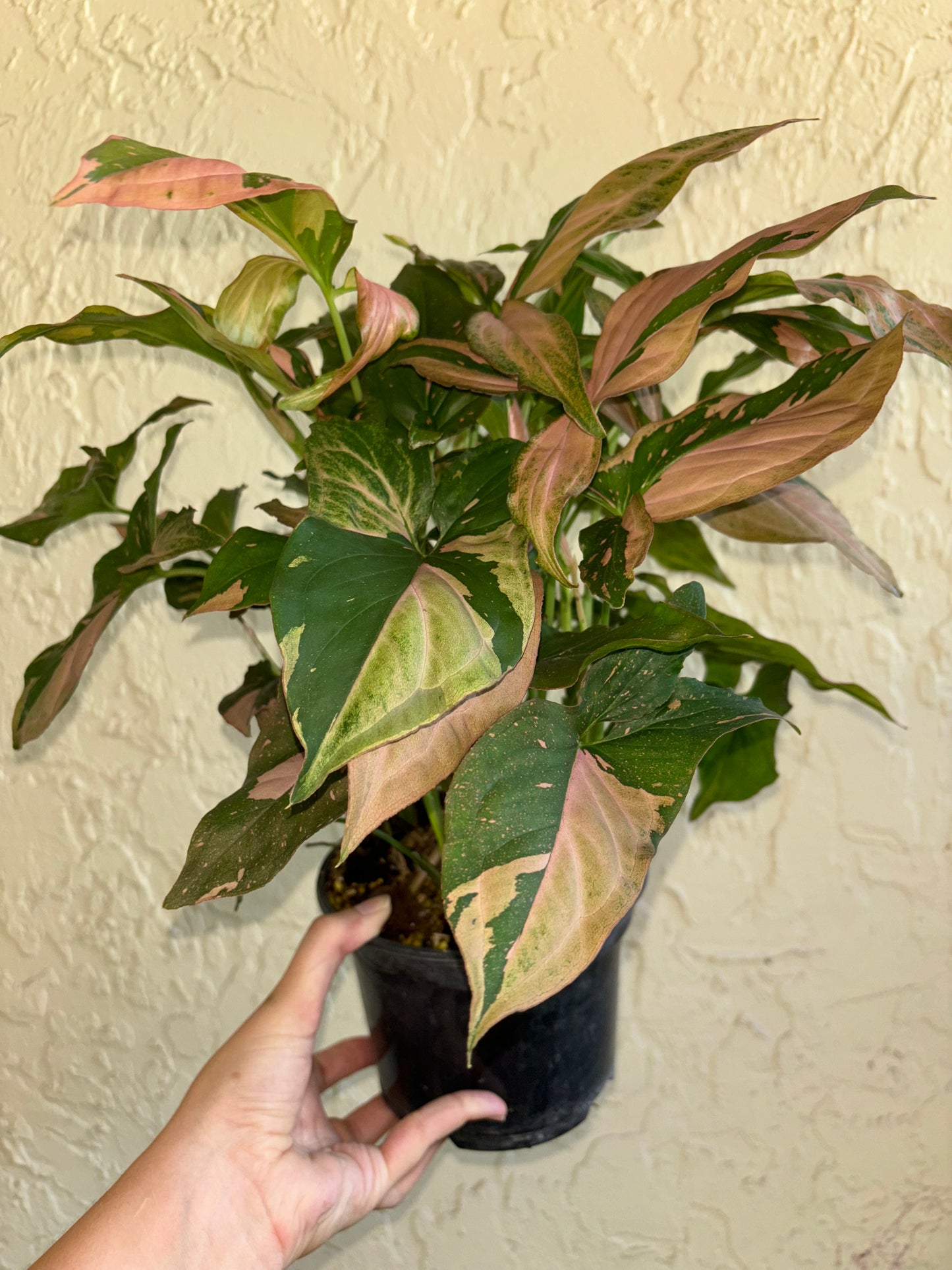 6” Syngonium Pink Spot
