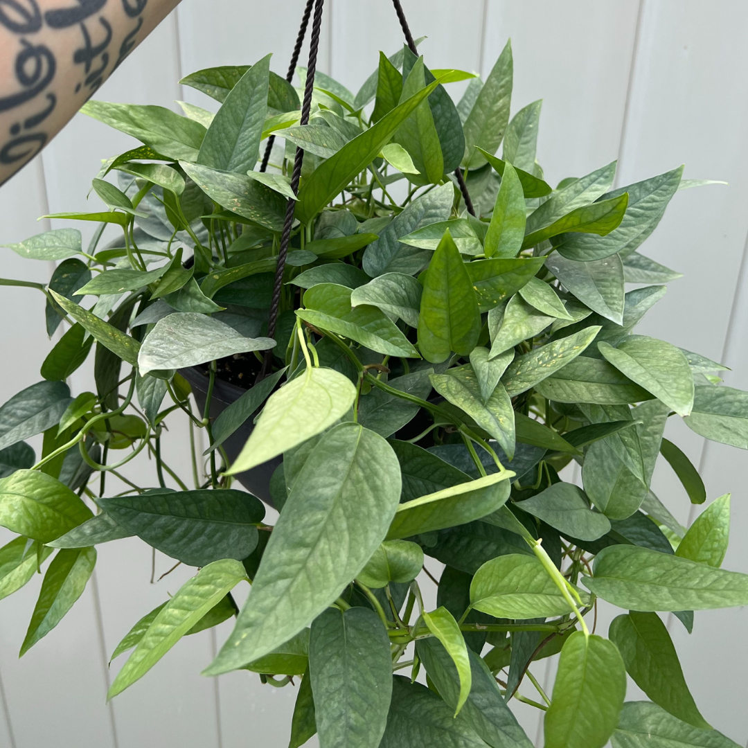 8" Epipremnum Pinnatum 'Cebu Blue' Hanging Basket