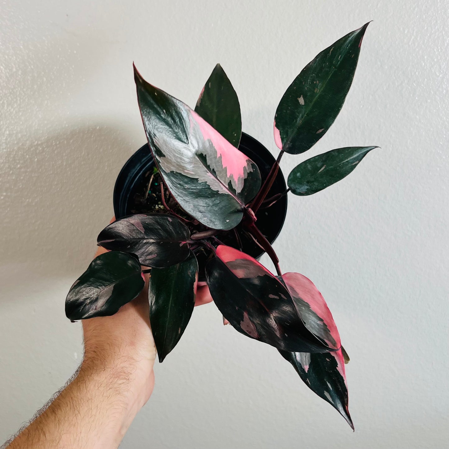 6” Philodendron Pink Princess