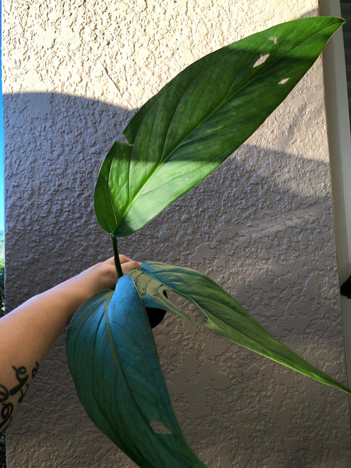 4” Monstera Obliqua Columbia