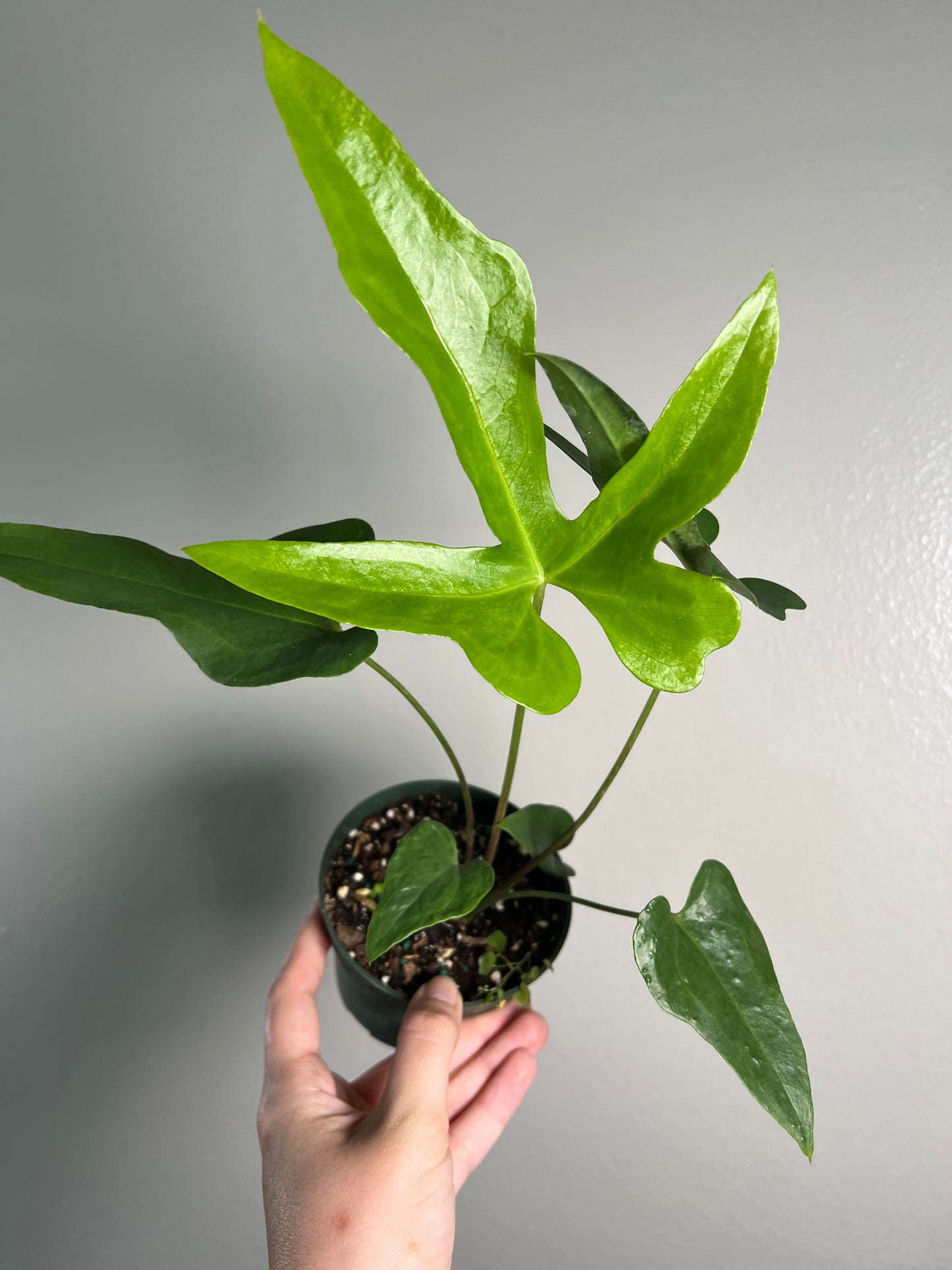 4” Anthurium Podophyllum
