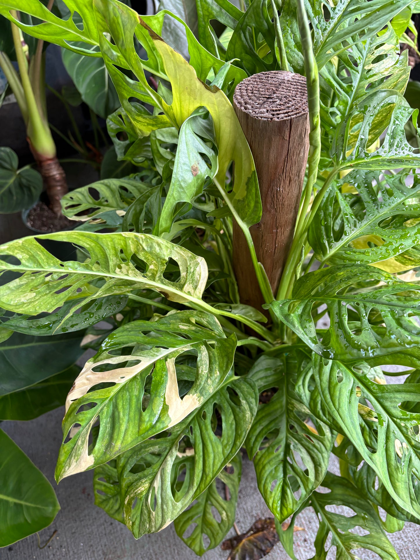 8” Monstera Adansonii Aurea Totem