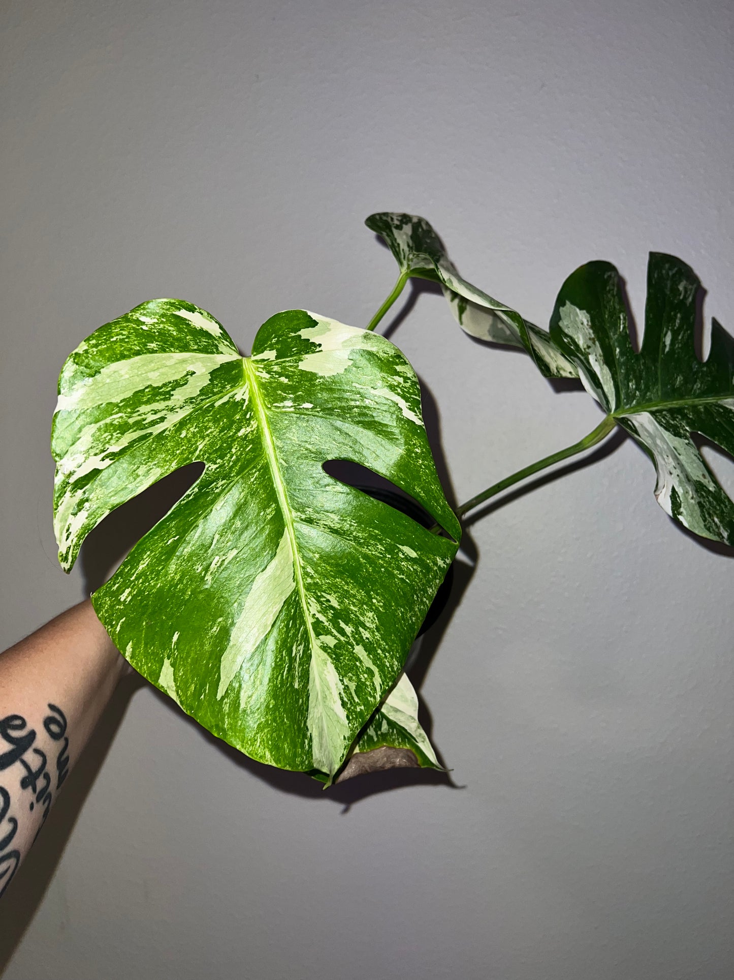 6” Monstera Albo (#7)