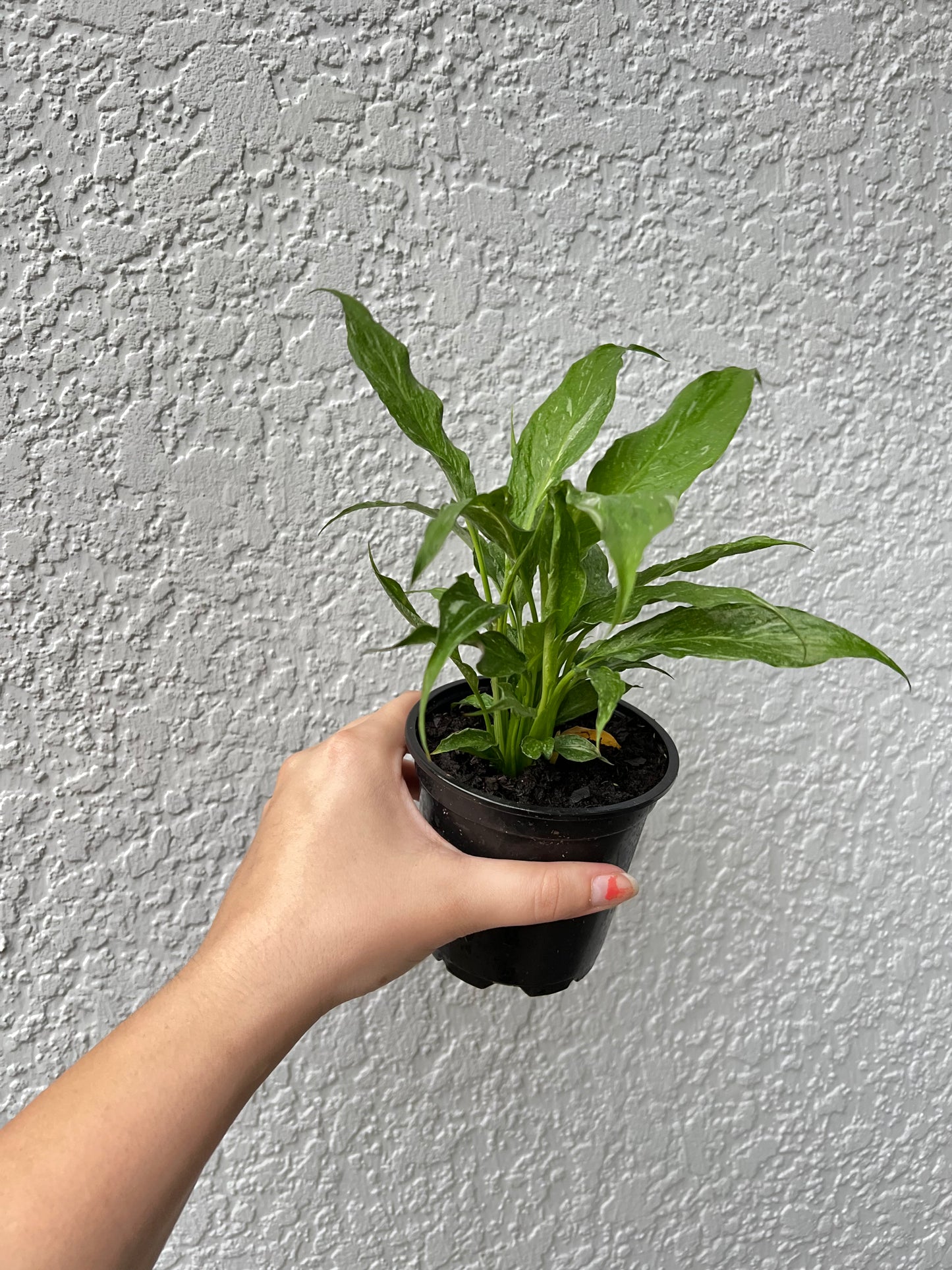 4” Peace Lily ‘Domino’