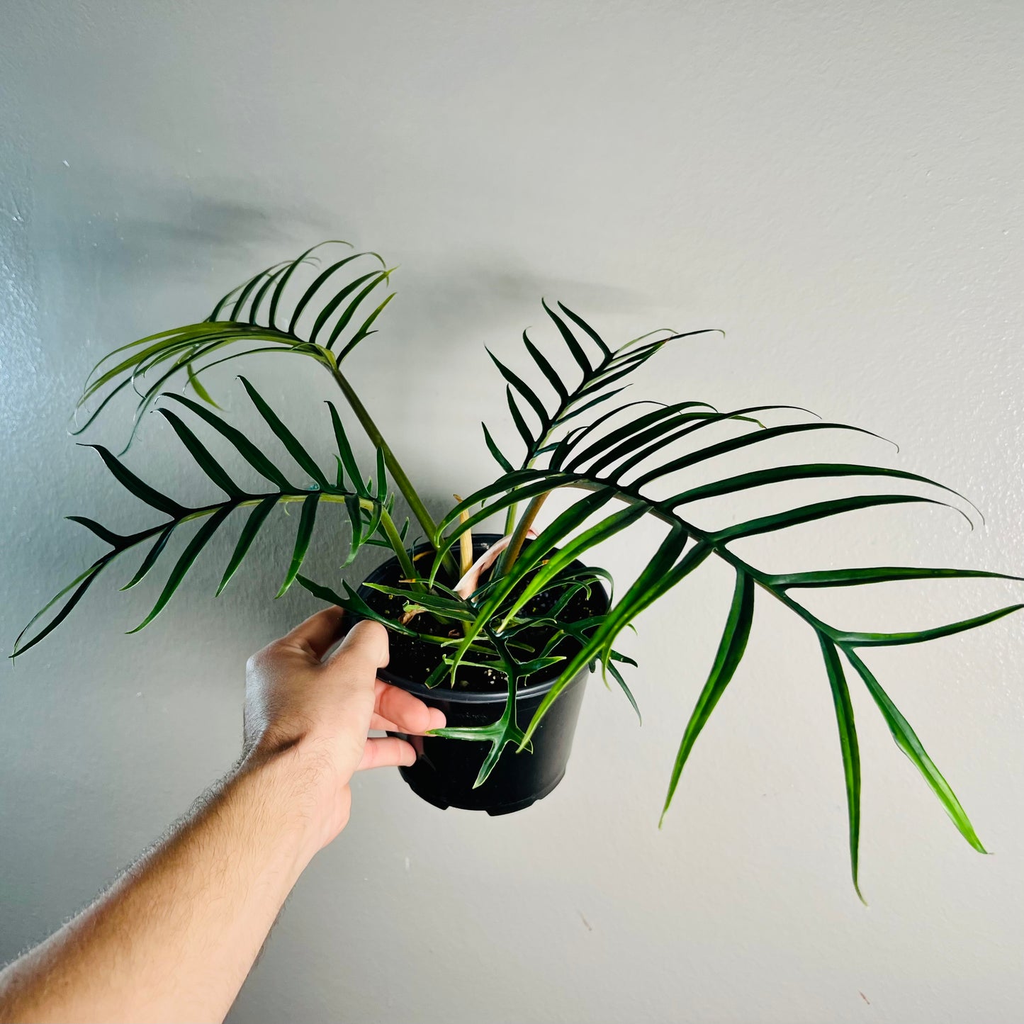 6” Philodendron Tortum