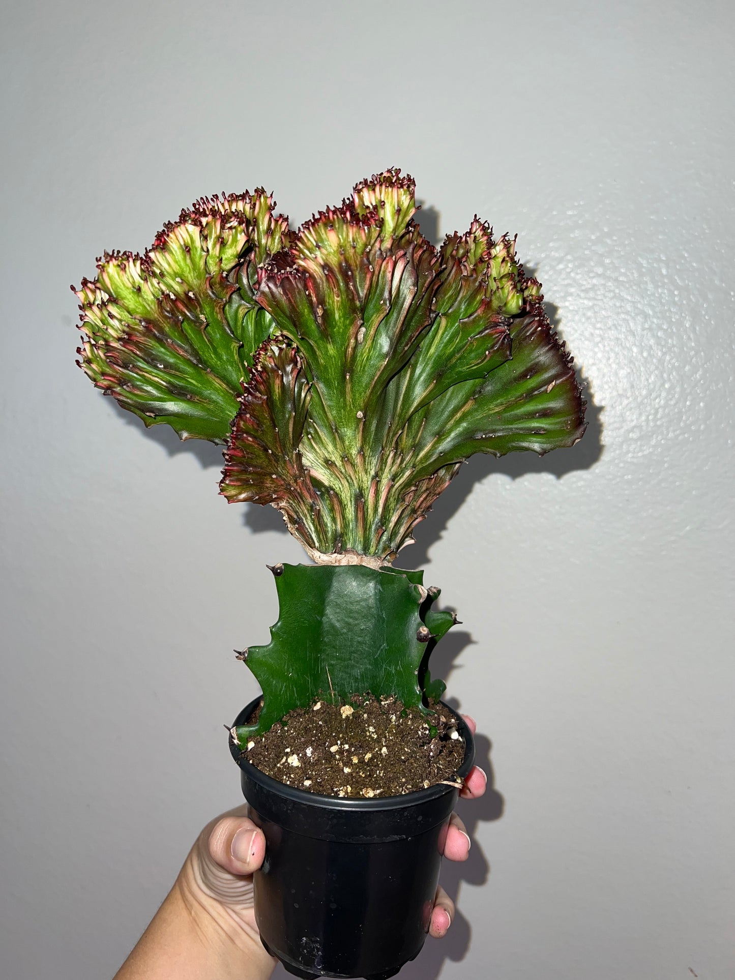 4” Mermaid Tail Cactus (Red)
