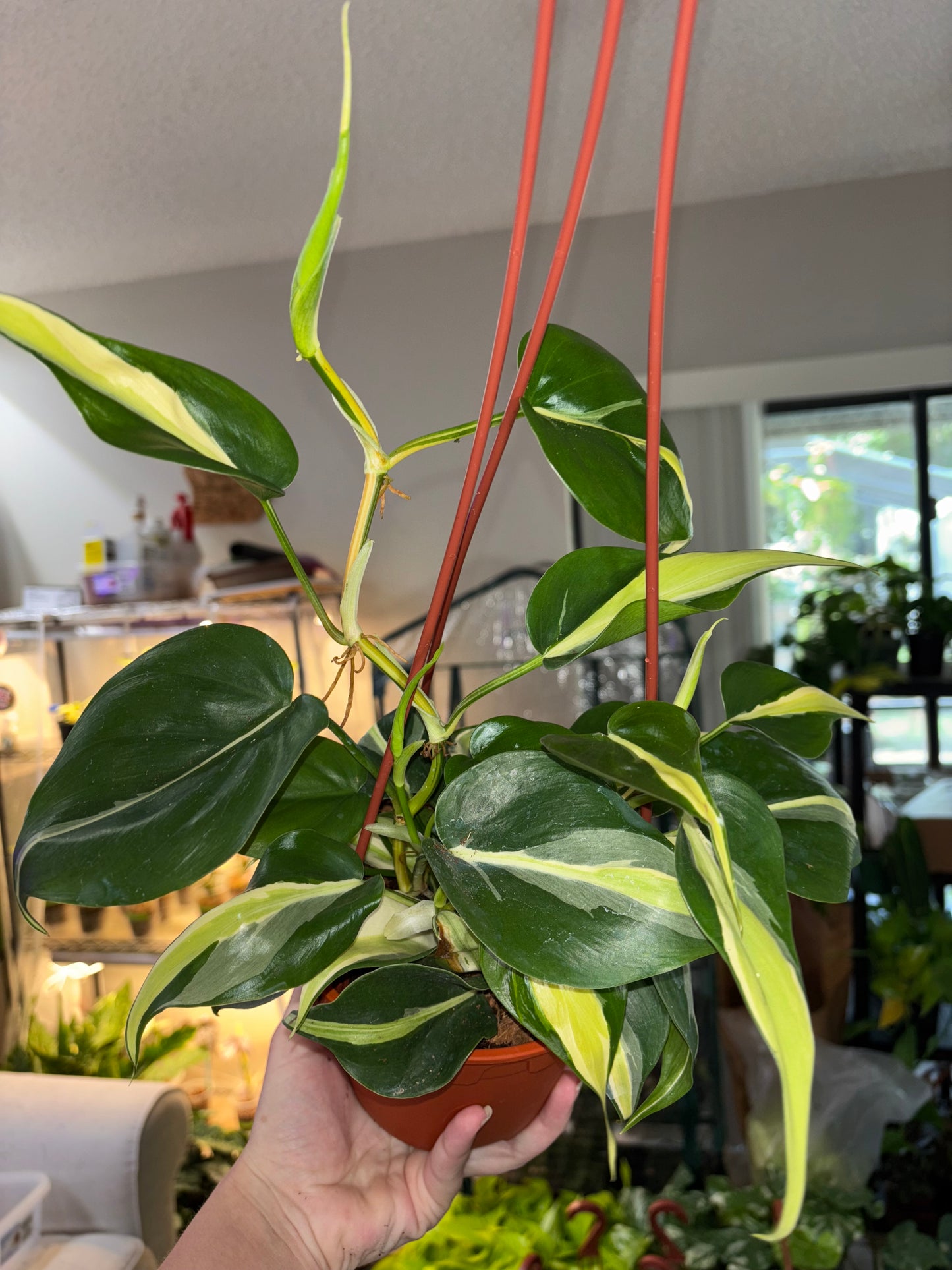 6” Philodendron Rio Hanging Basket