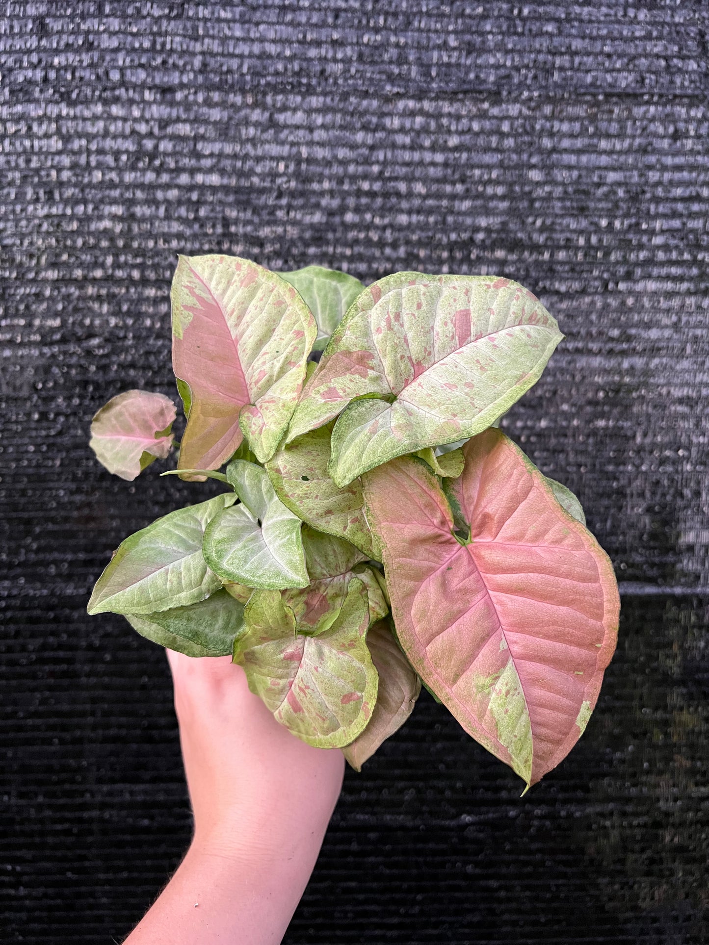 4” Syngonium Confetti