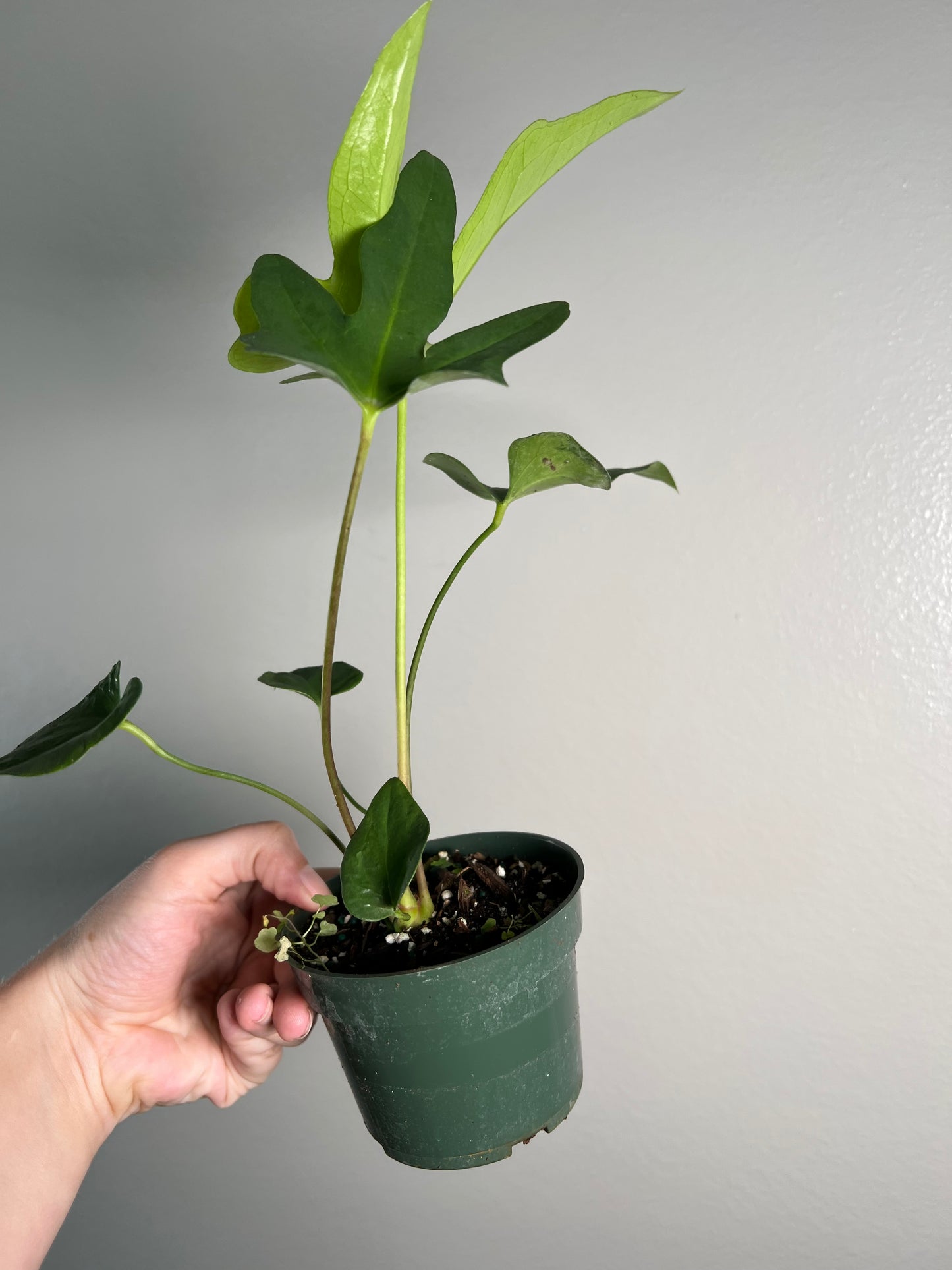 4” Anthurium Podophyllum