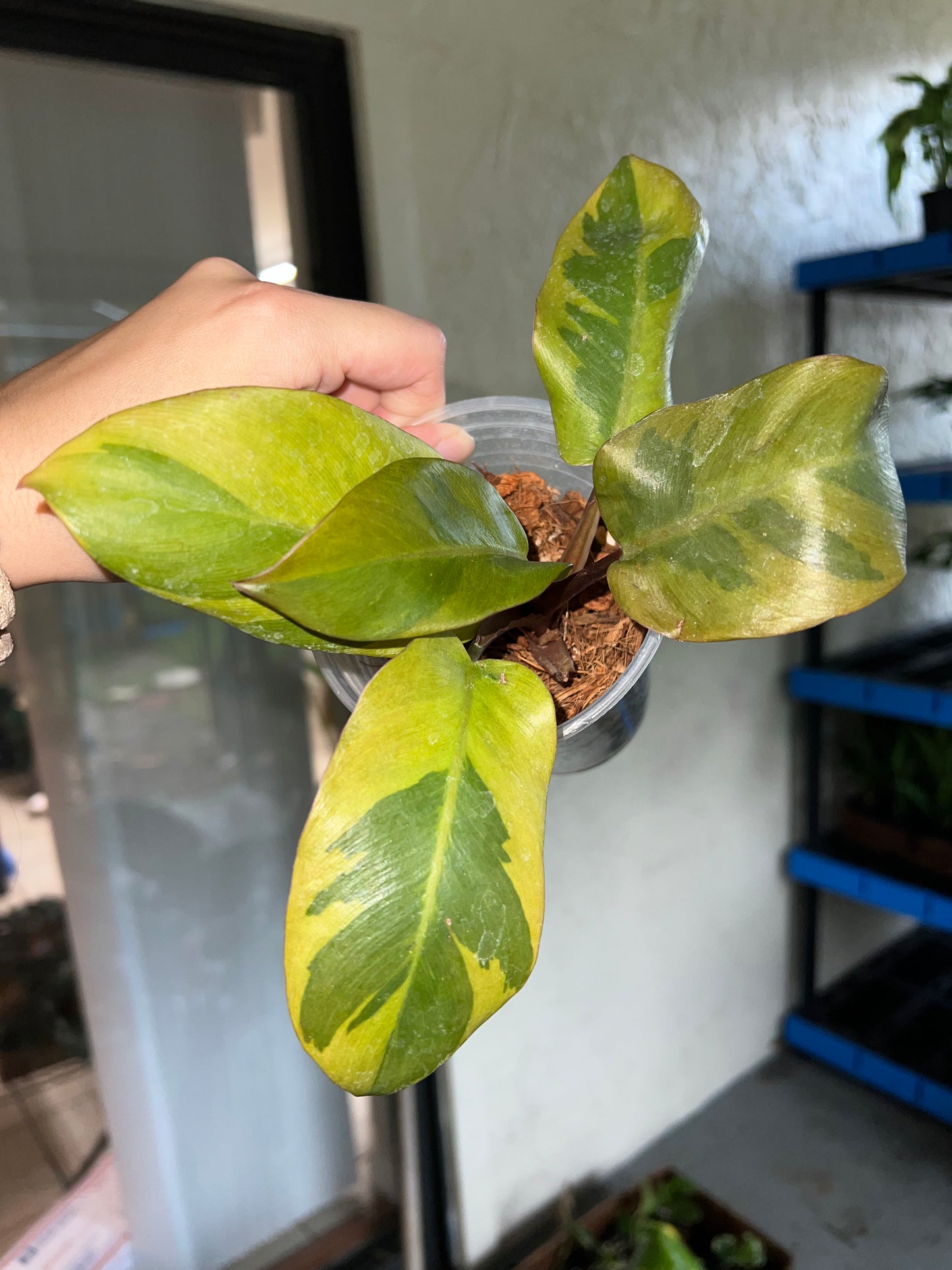 4” Variegated Philodendron Black Cardinal