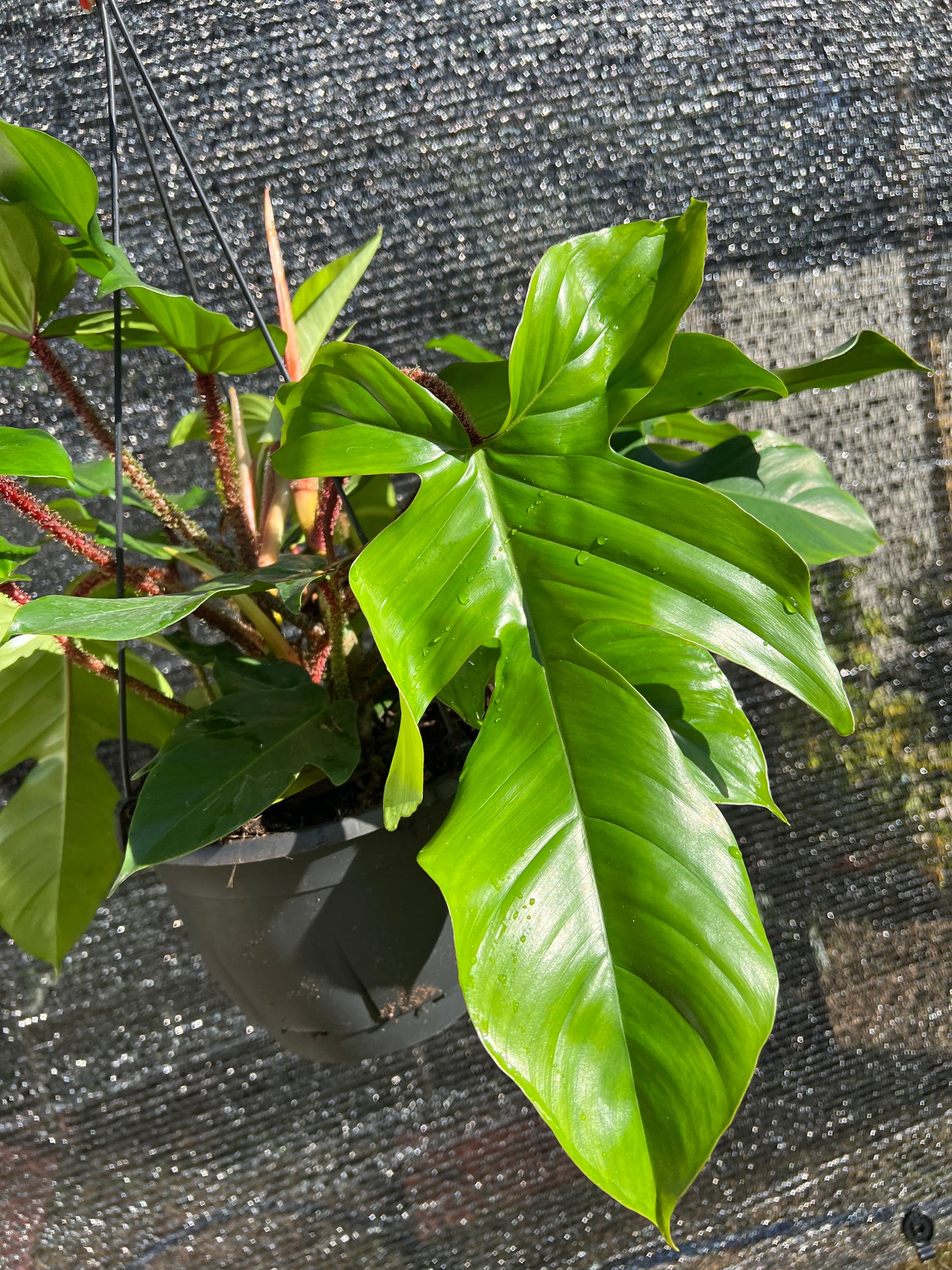 8” Philodendron Squamiferum Hanging Basket