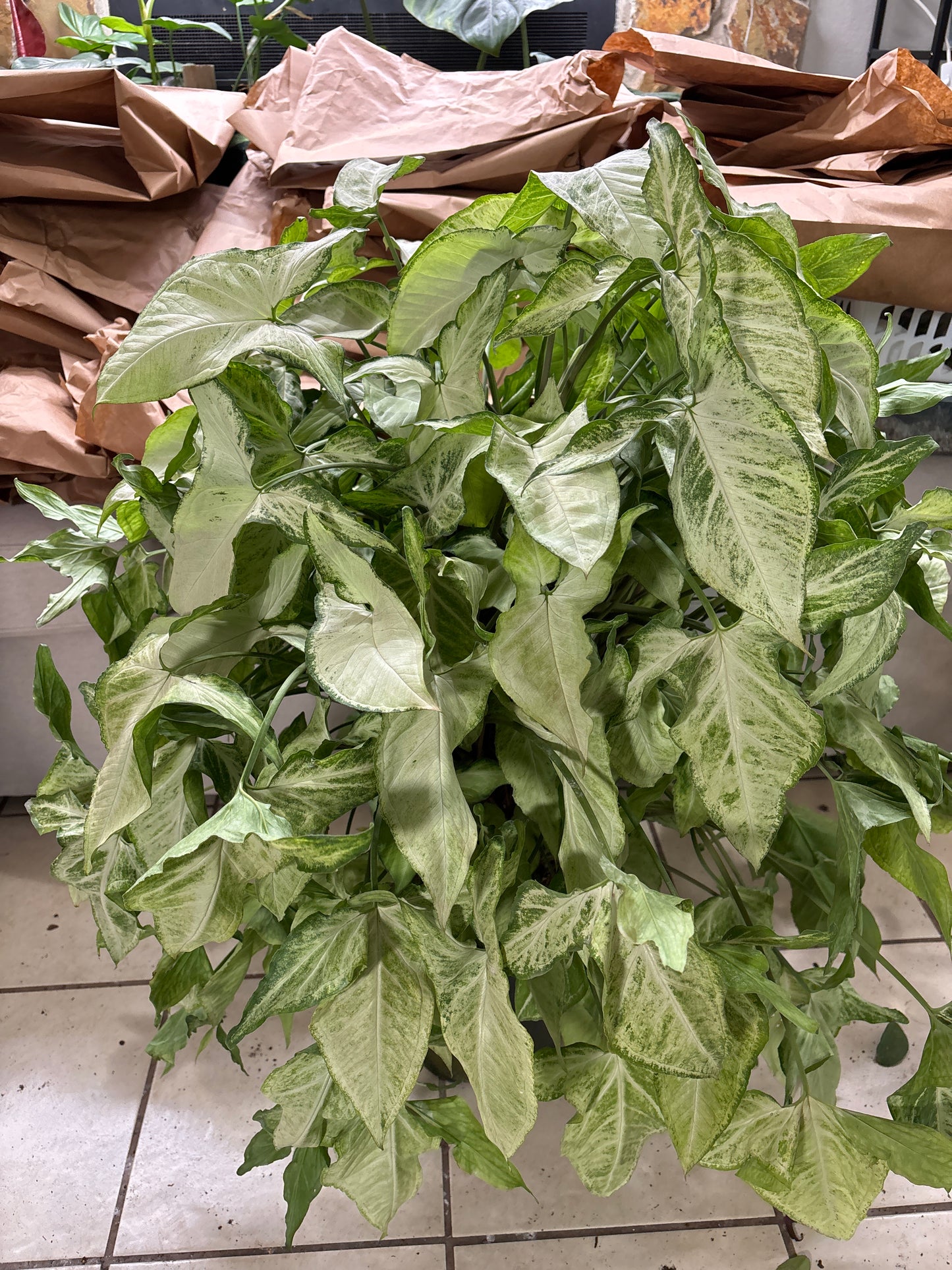 8” Syngonium Holly Totem