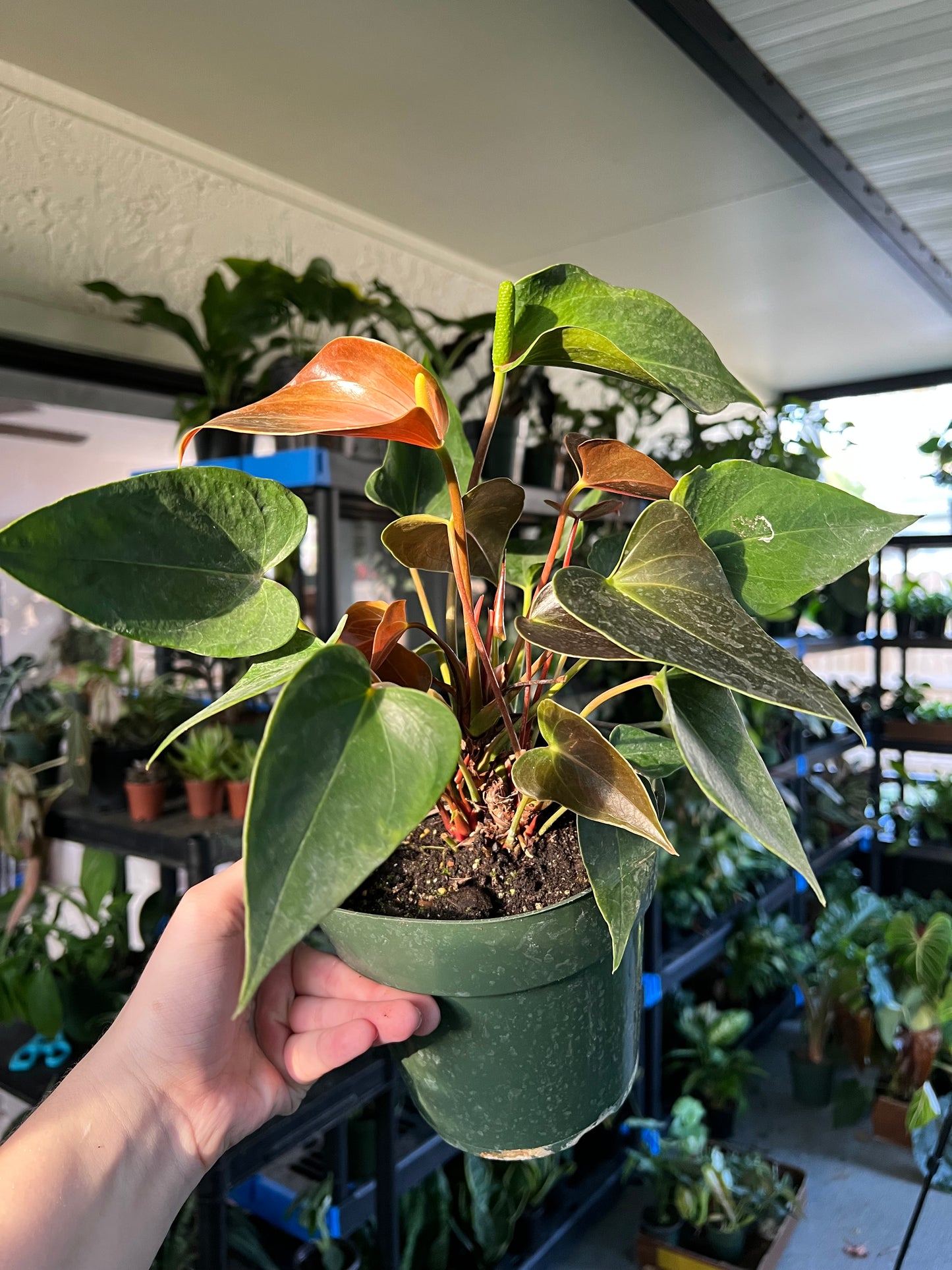 6” Anthurium Rainbow Champion