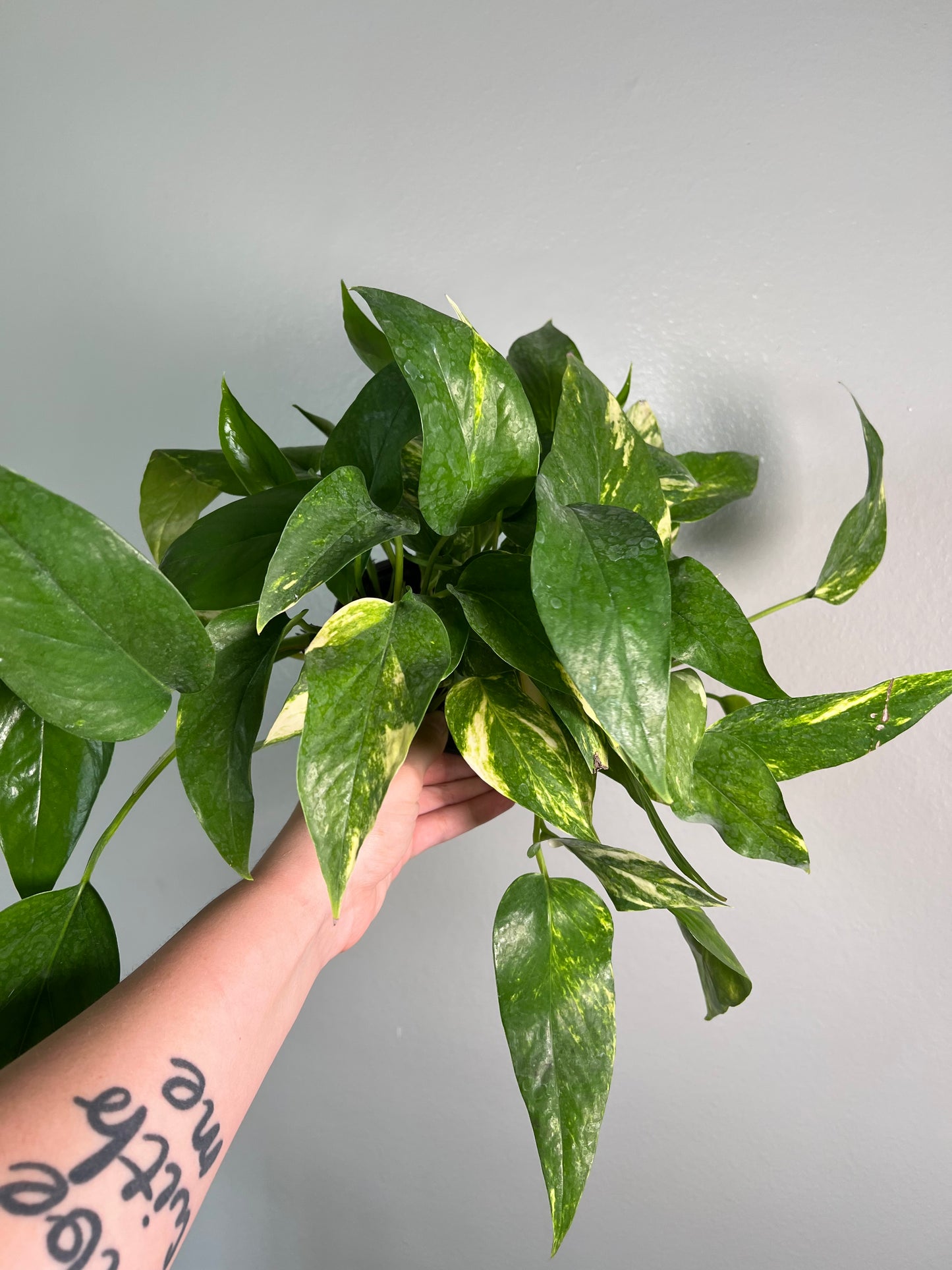 Epipremnum Pinnatum Aurea