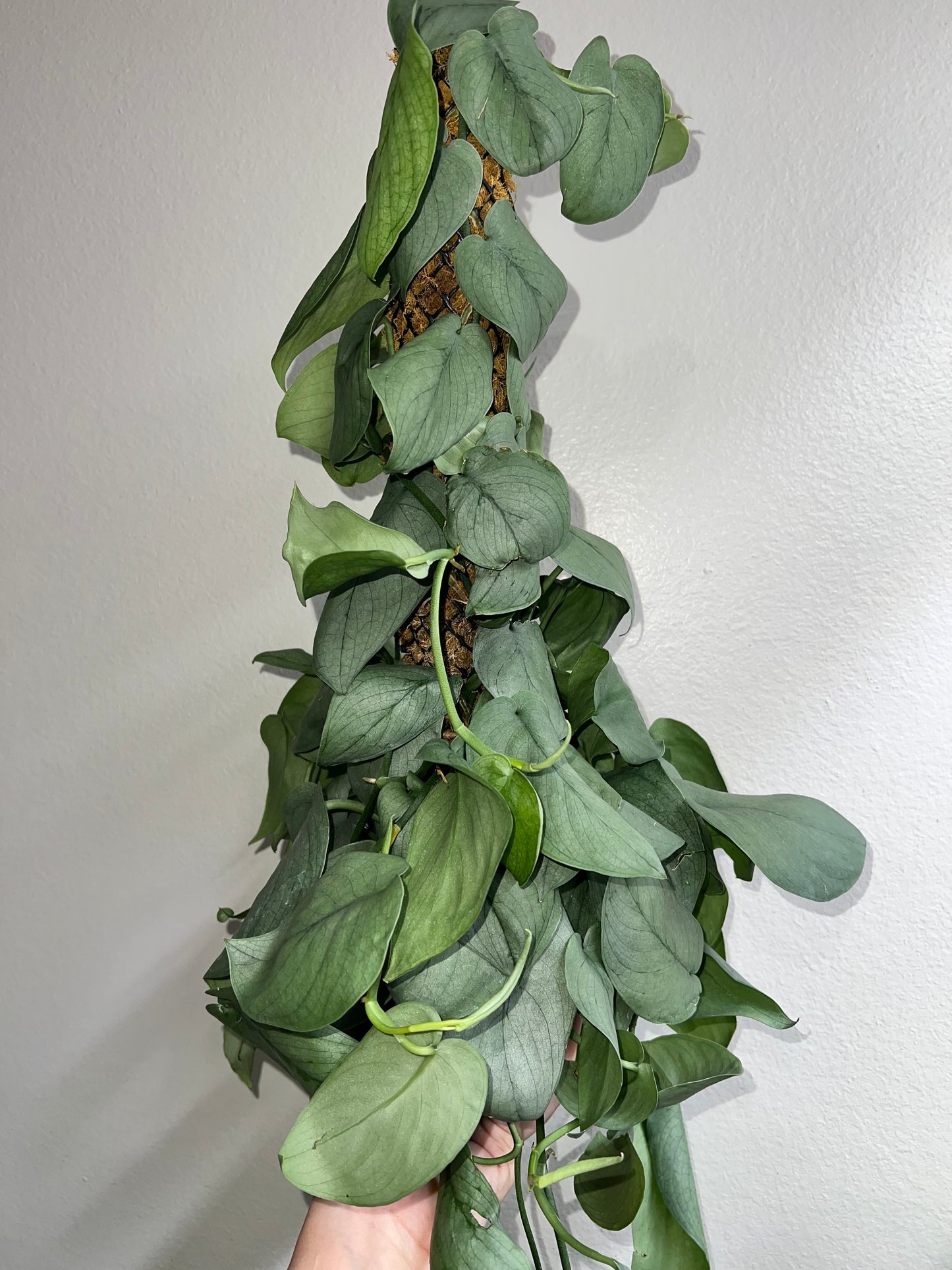 6” Scindapsus Silver Hero Pole