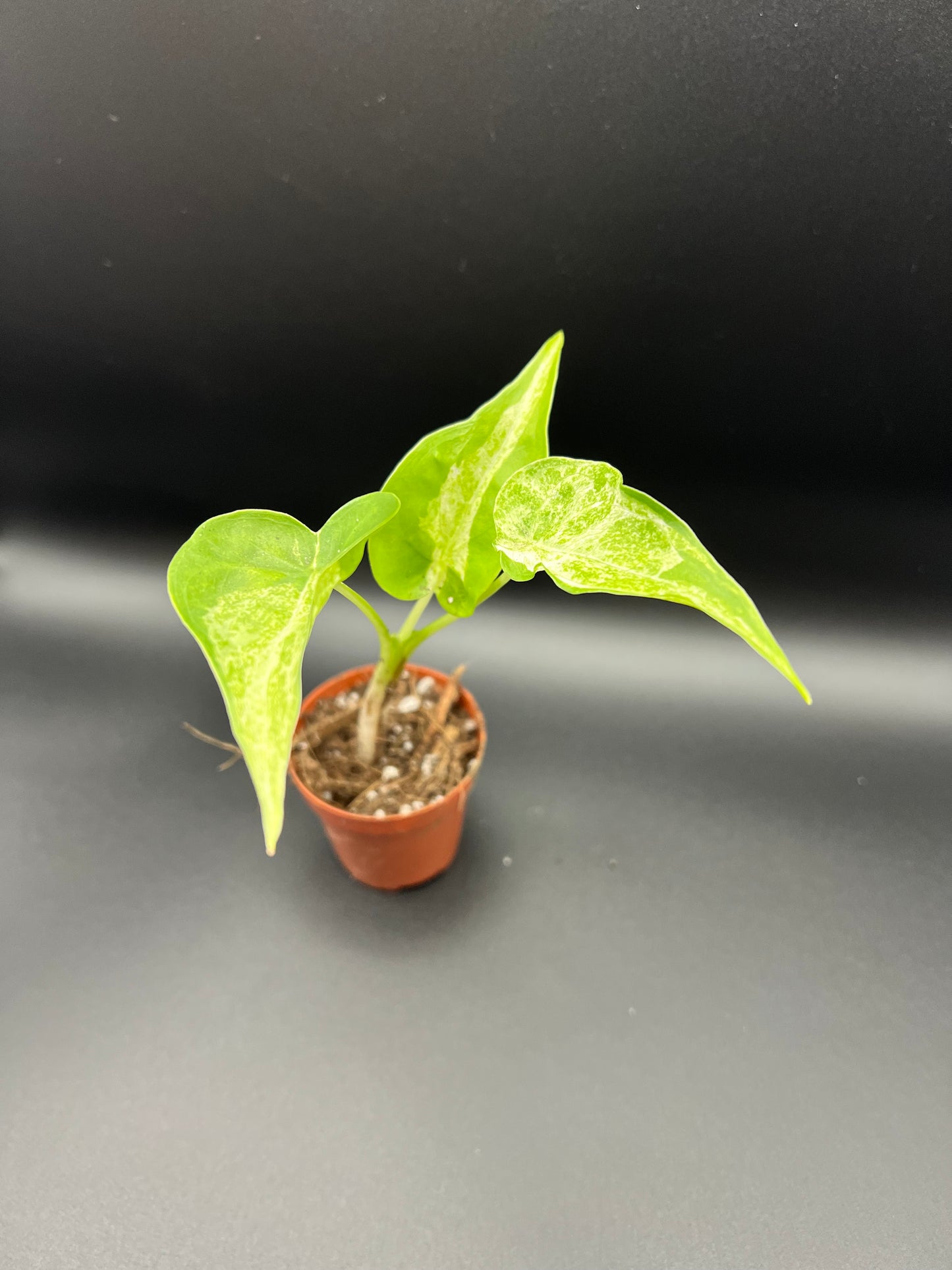 CORMS: Alocasia Cucullata Mint