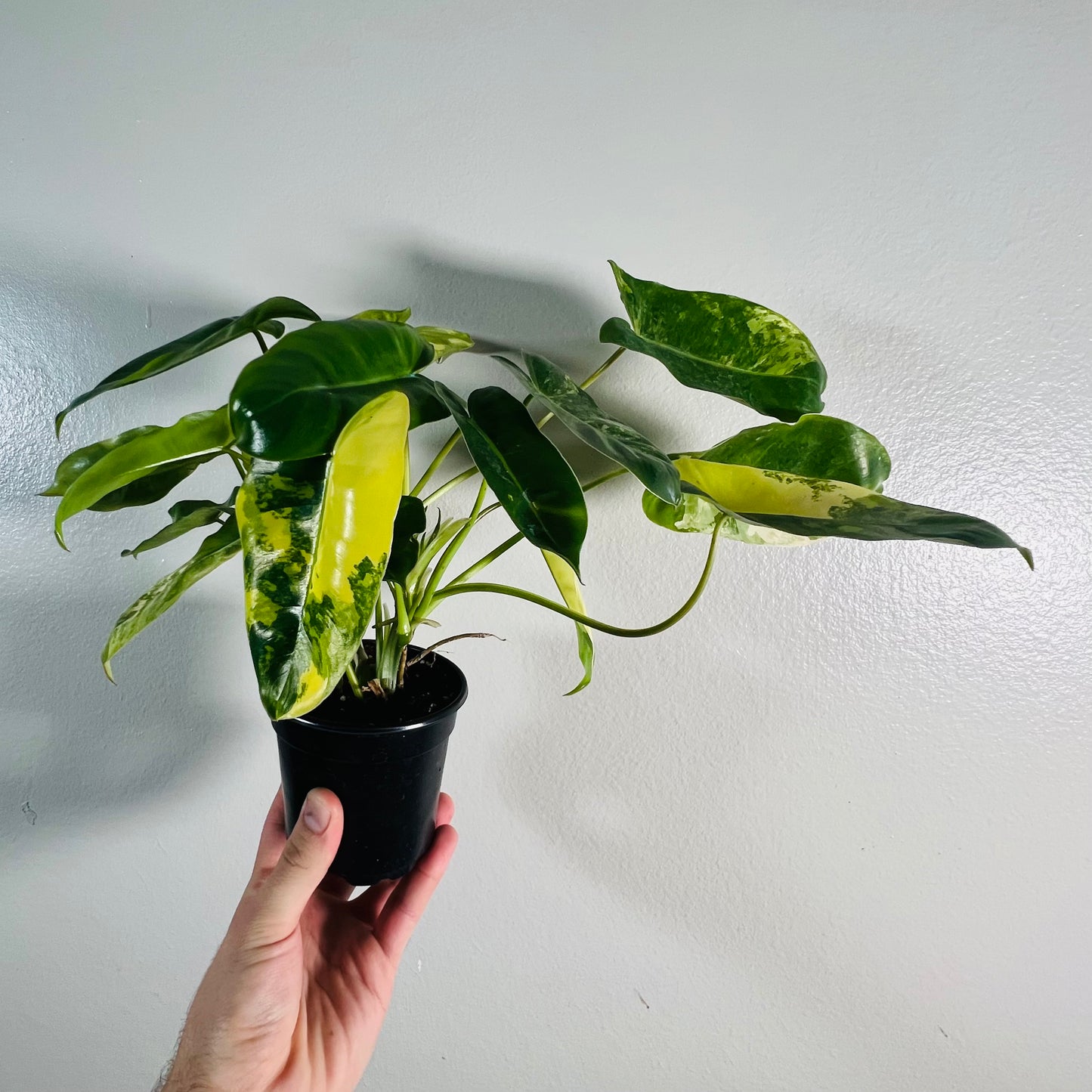 4” Philodendron Burle Marx Albo