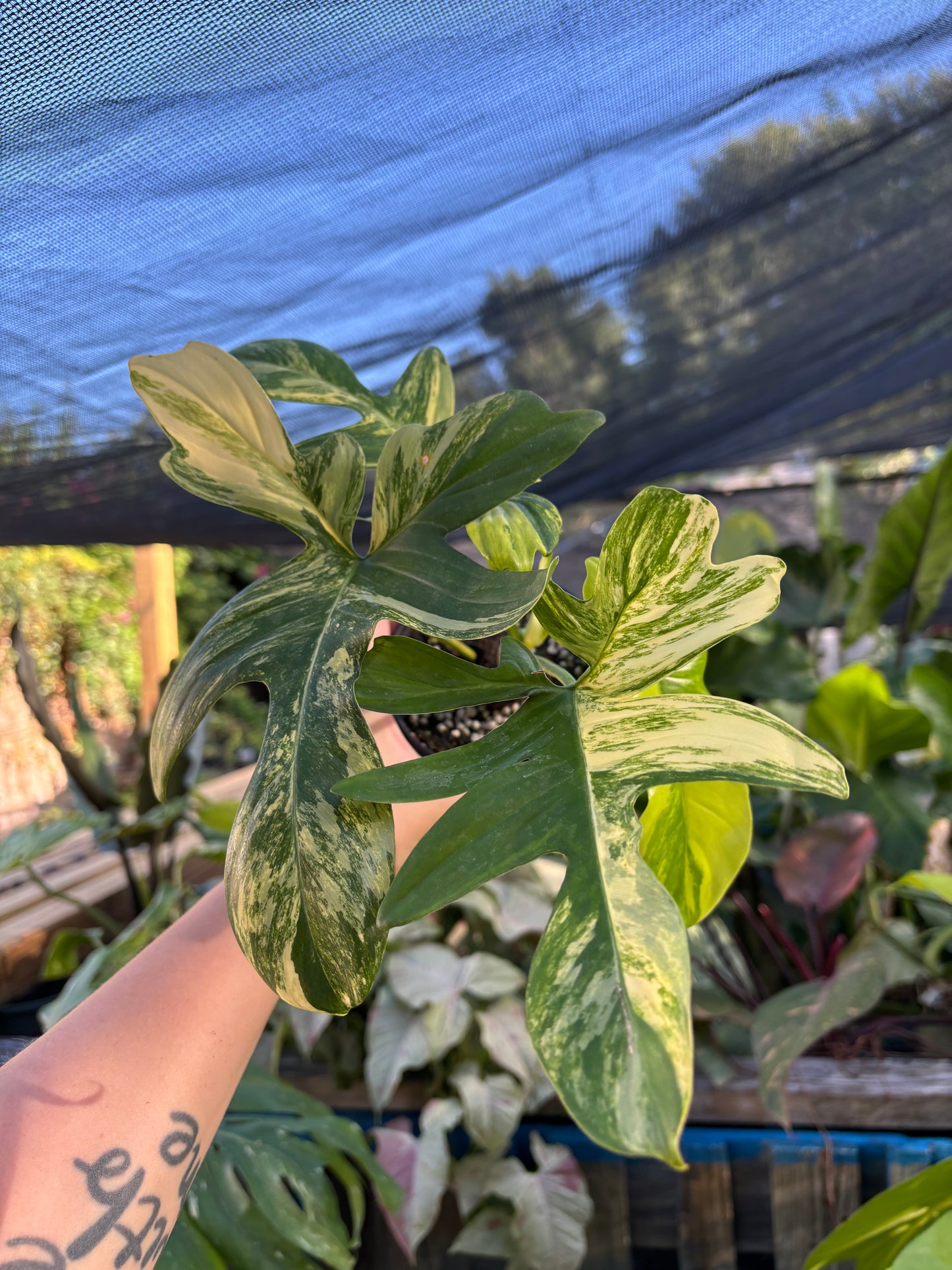4” Philodendron Florida Beauty X Mayoi