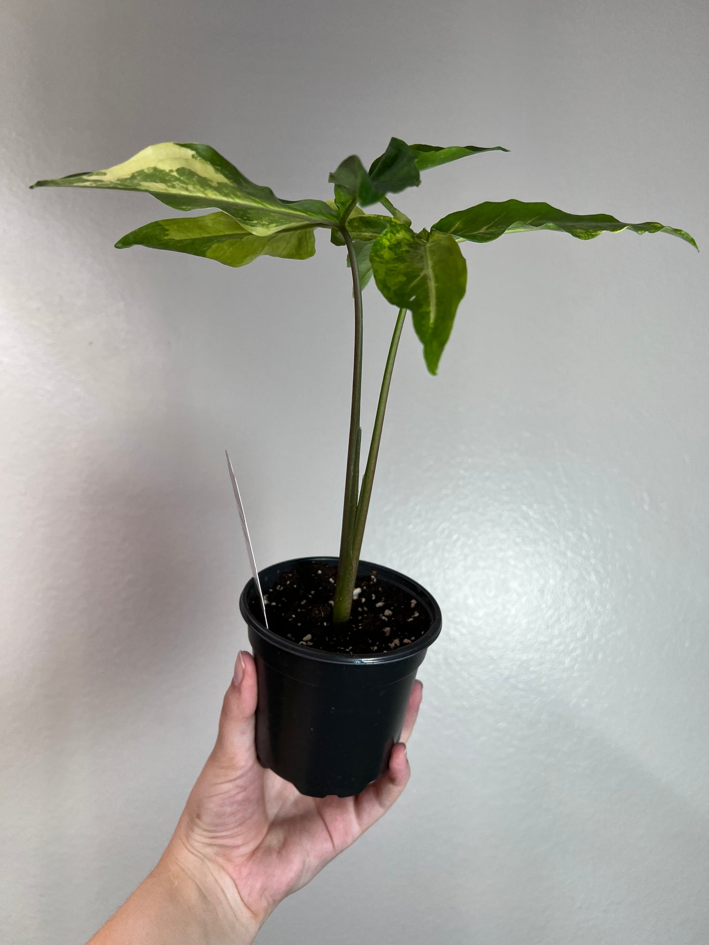 6” Syngonium Augustatum Variegated