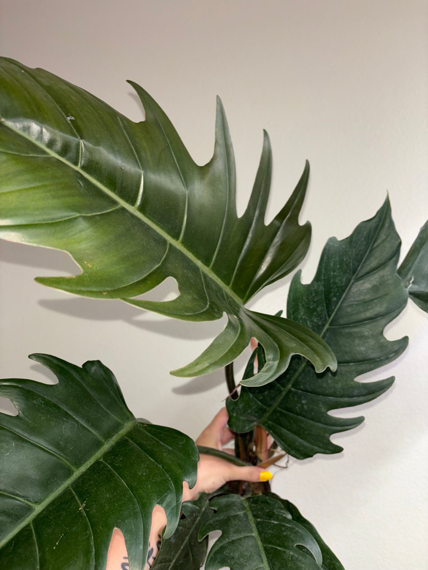 4" Philodendron Pluto