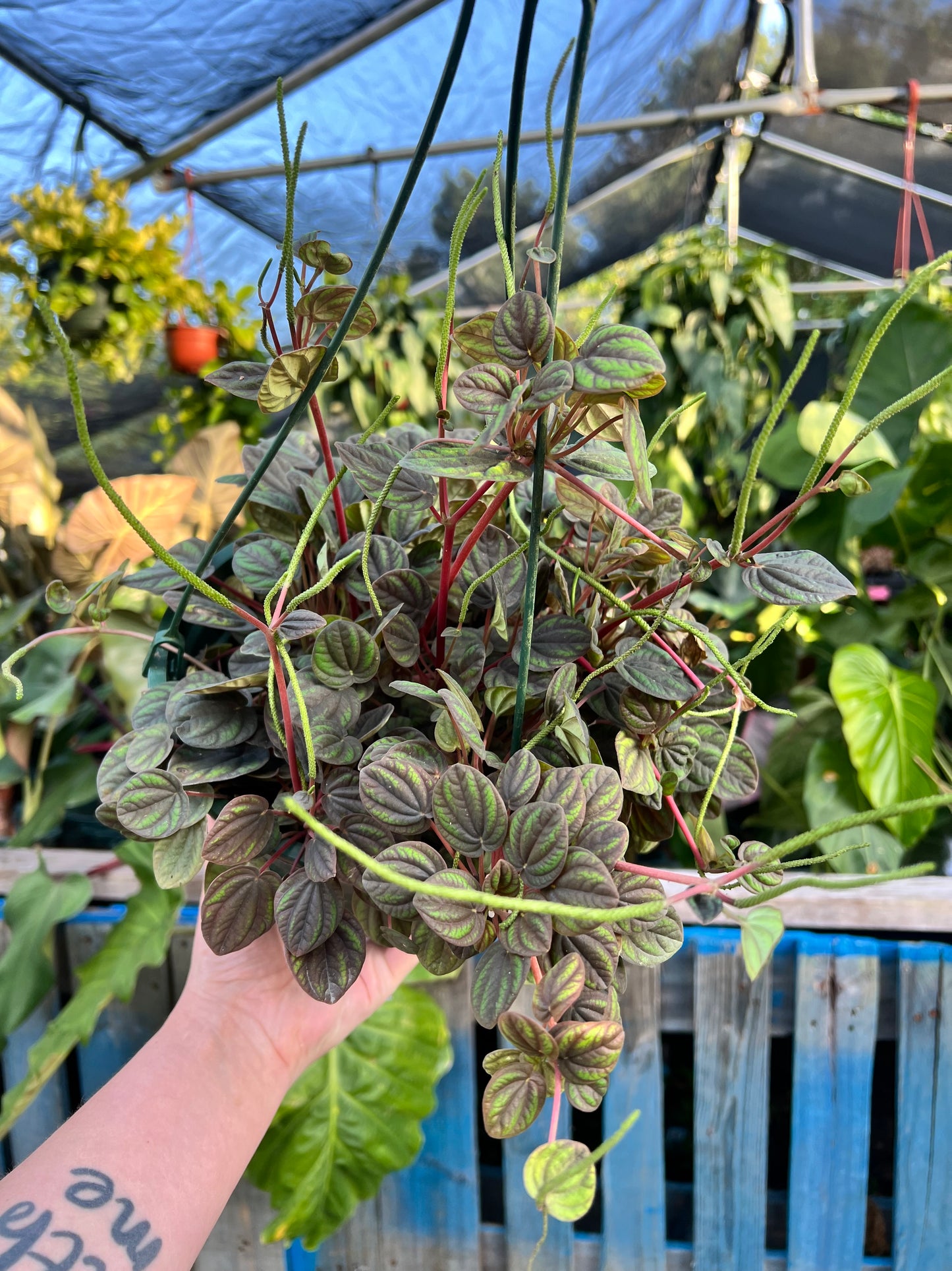 8” Peperomia Red and Green Ripple