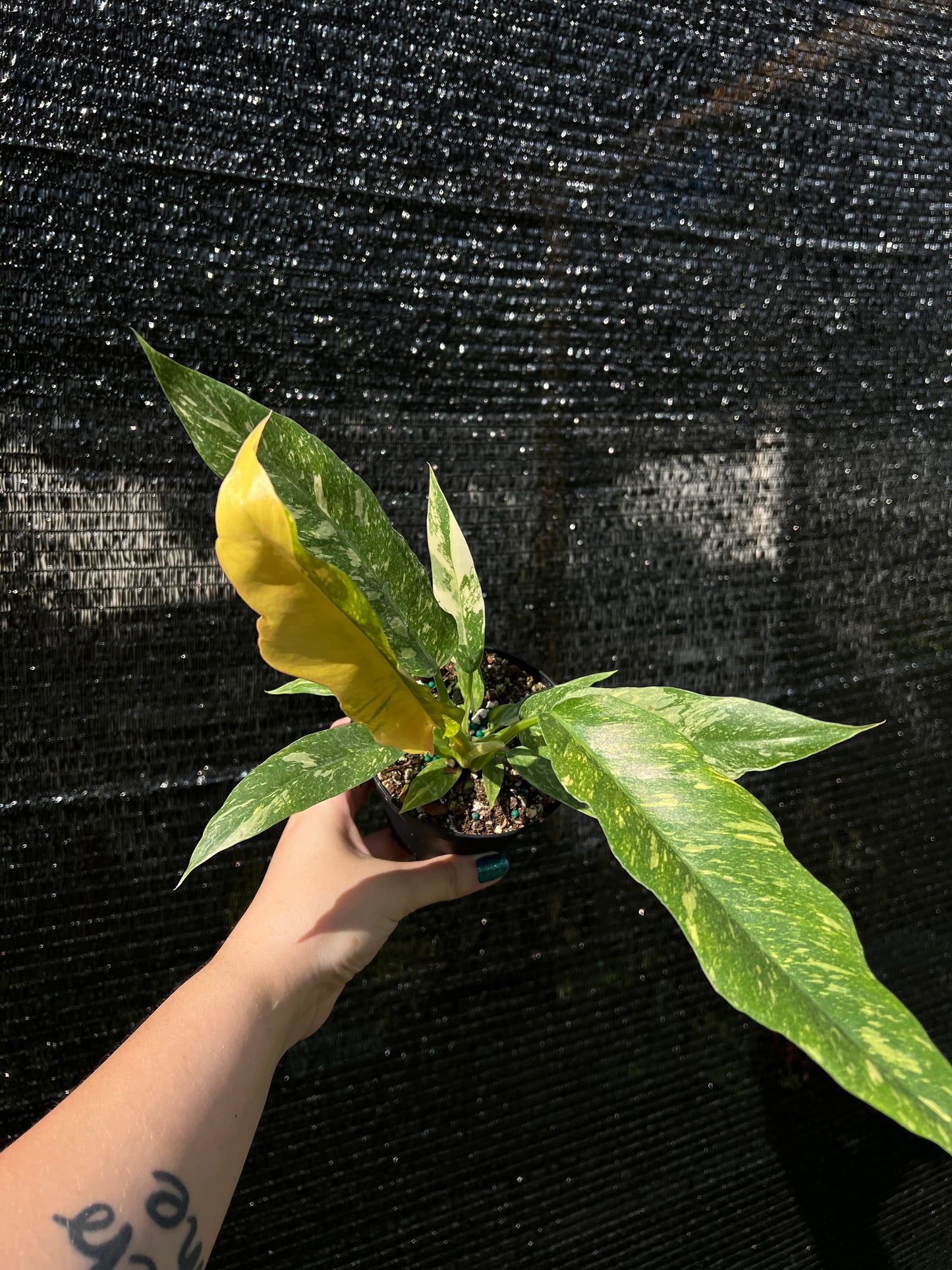 4” Philodendron Ring of Fire