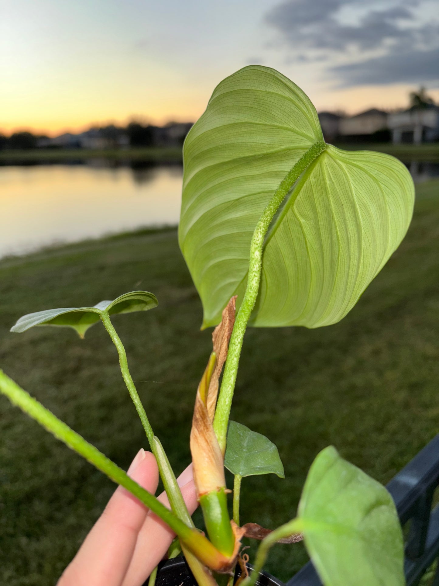 4” Philodendron Fuzzy Petiole