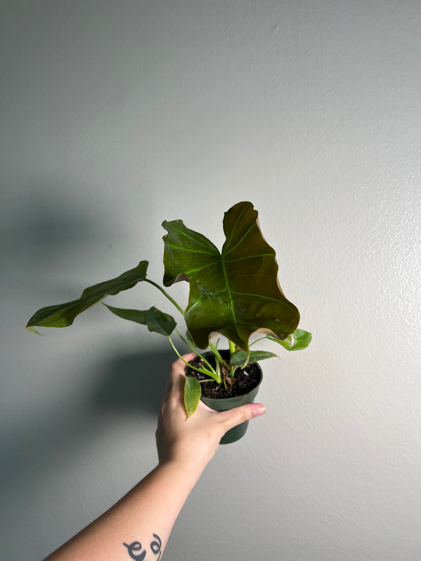 4” Philodendron Corsinianum
