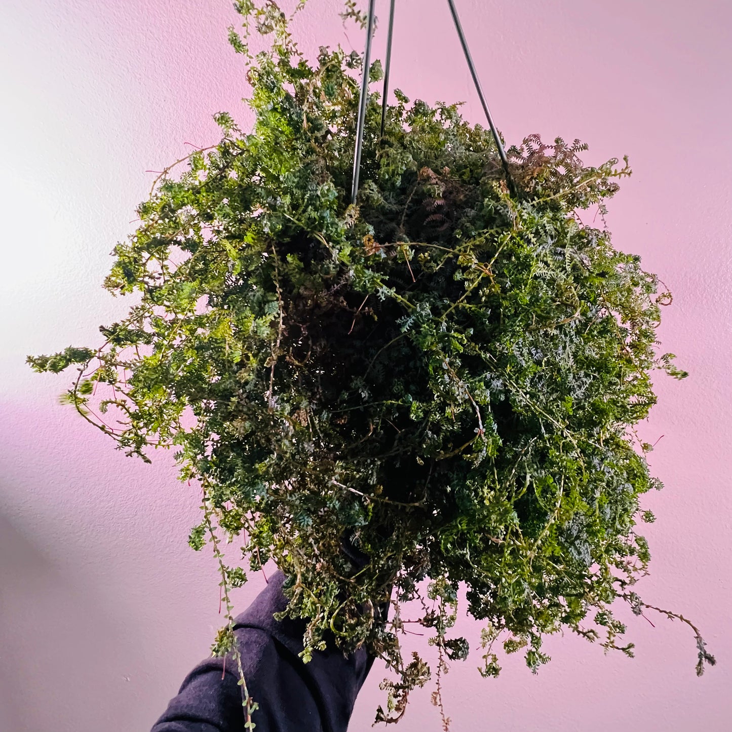 8” Rainbow Fern Selaginella