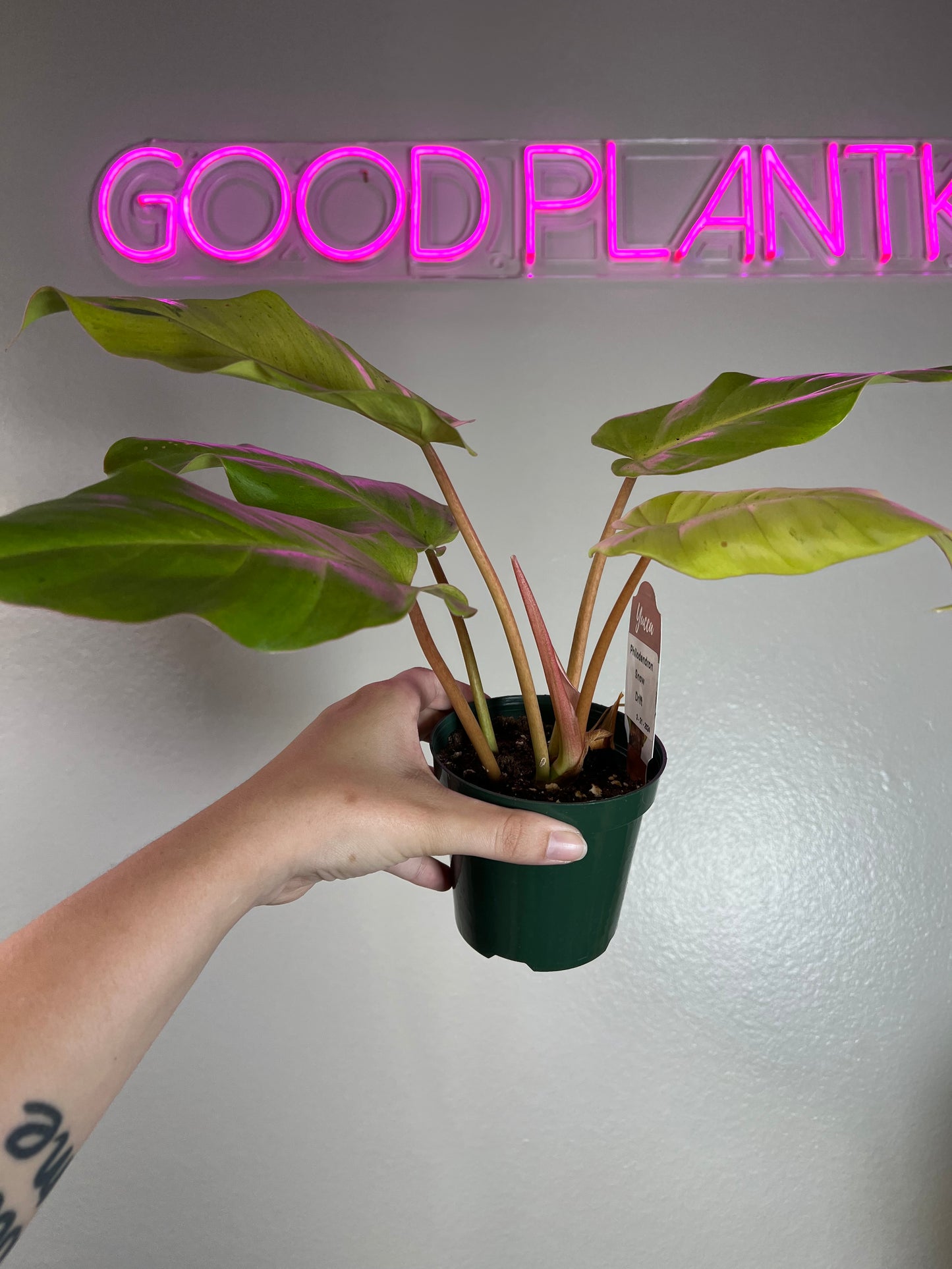 4” Philodendron Snowdrift