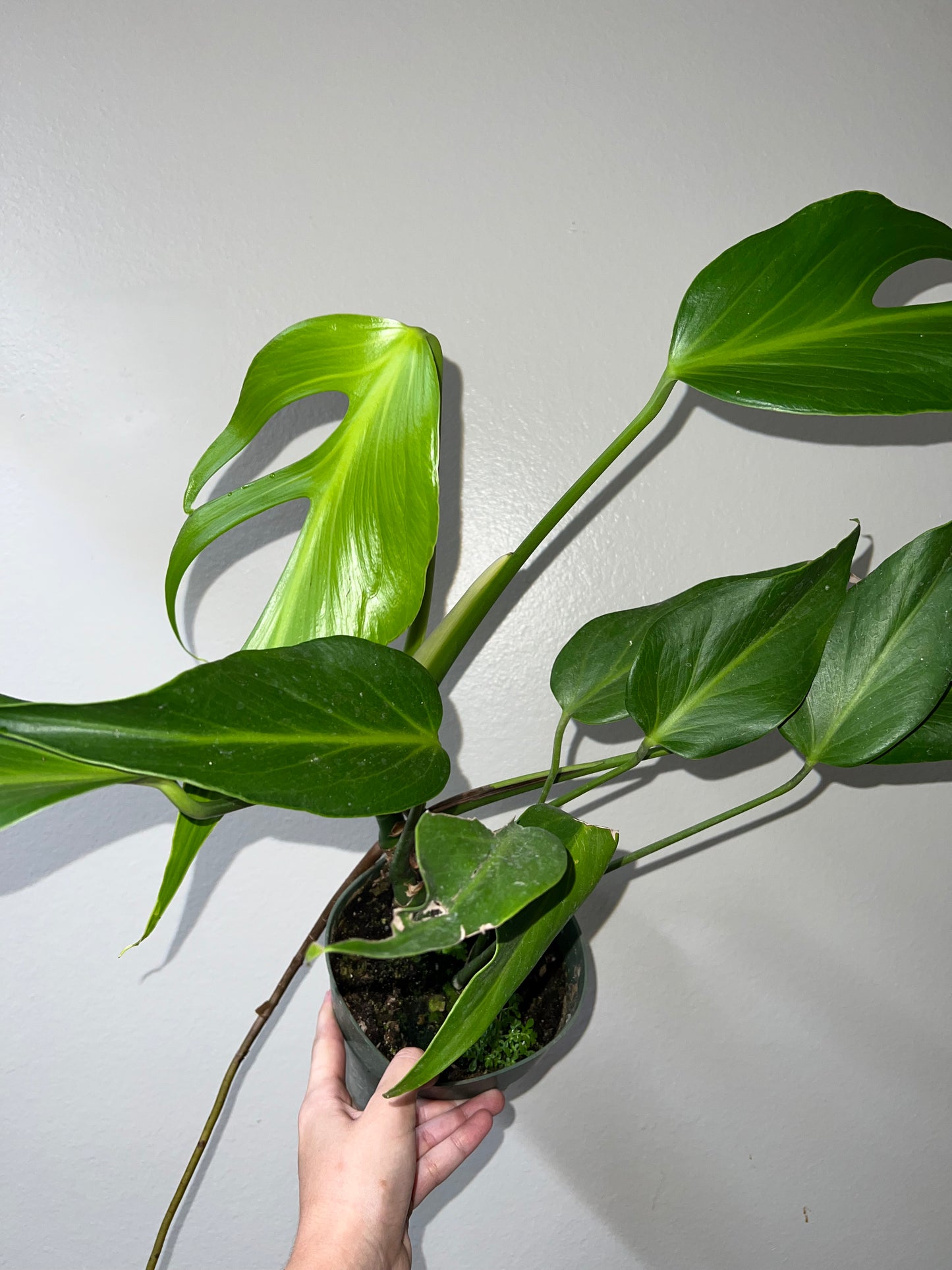 6” Monstera Burle Marx Flame