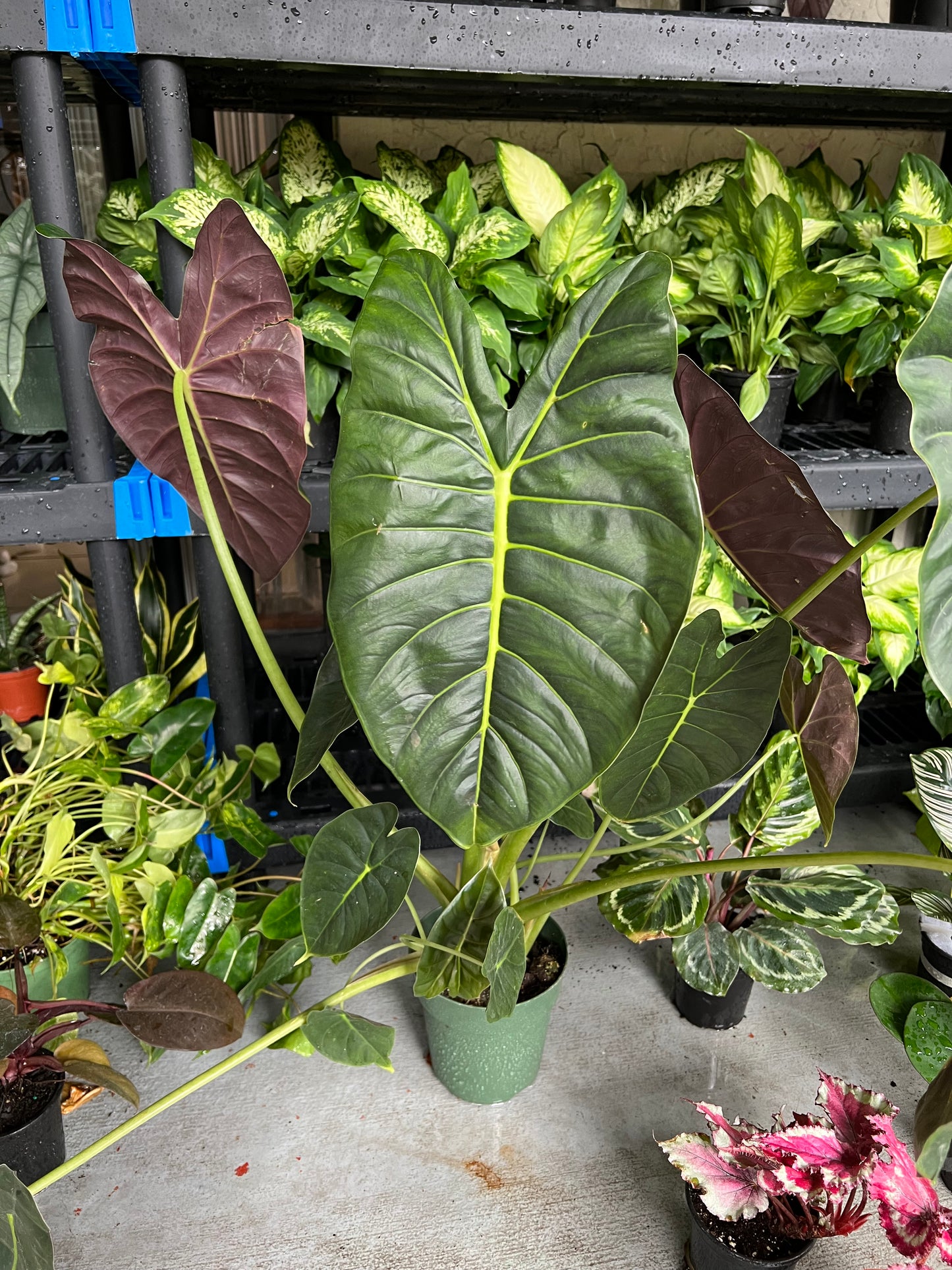 6” Alocasia Golden Bone