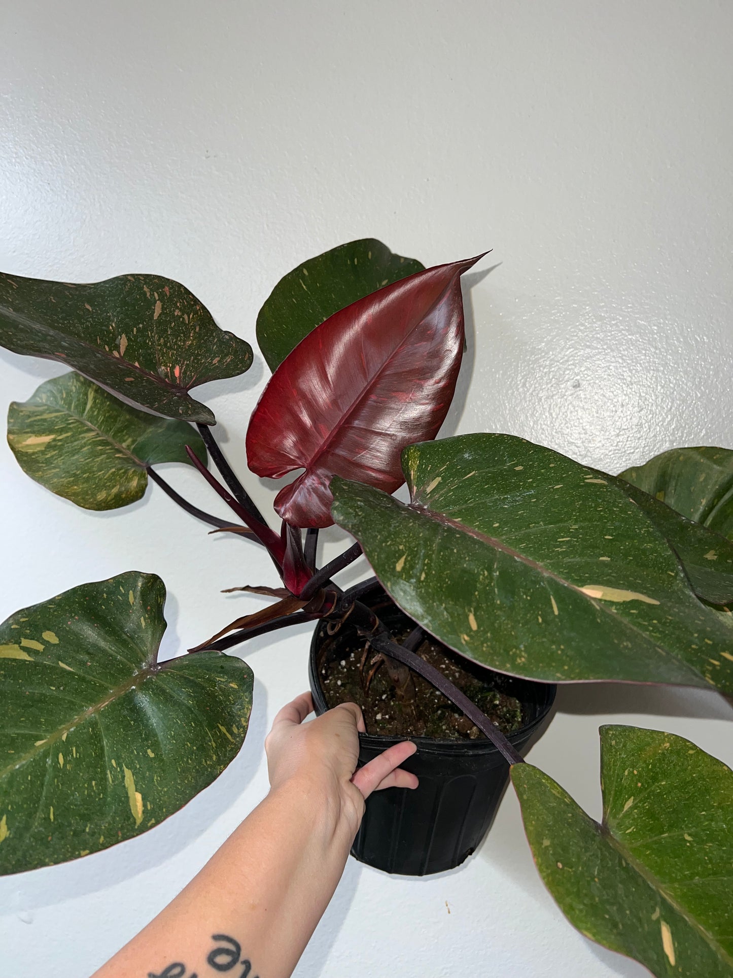 6” Philodendron Orange Princess